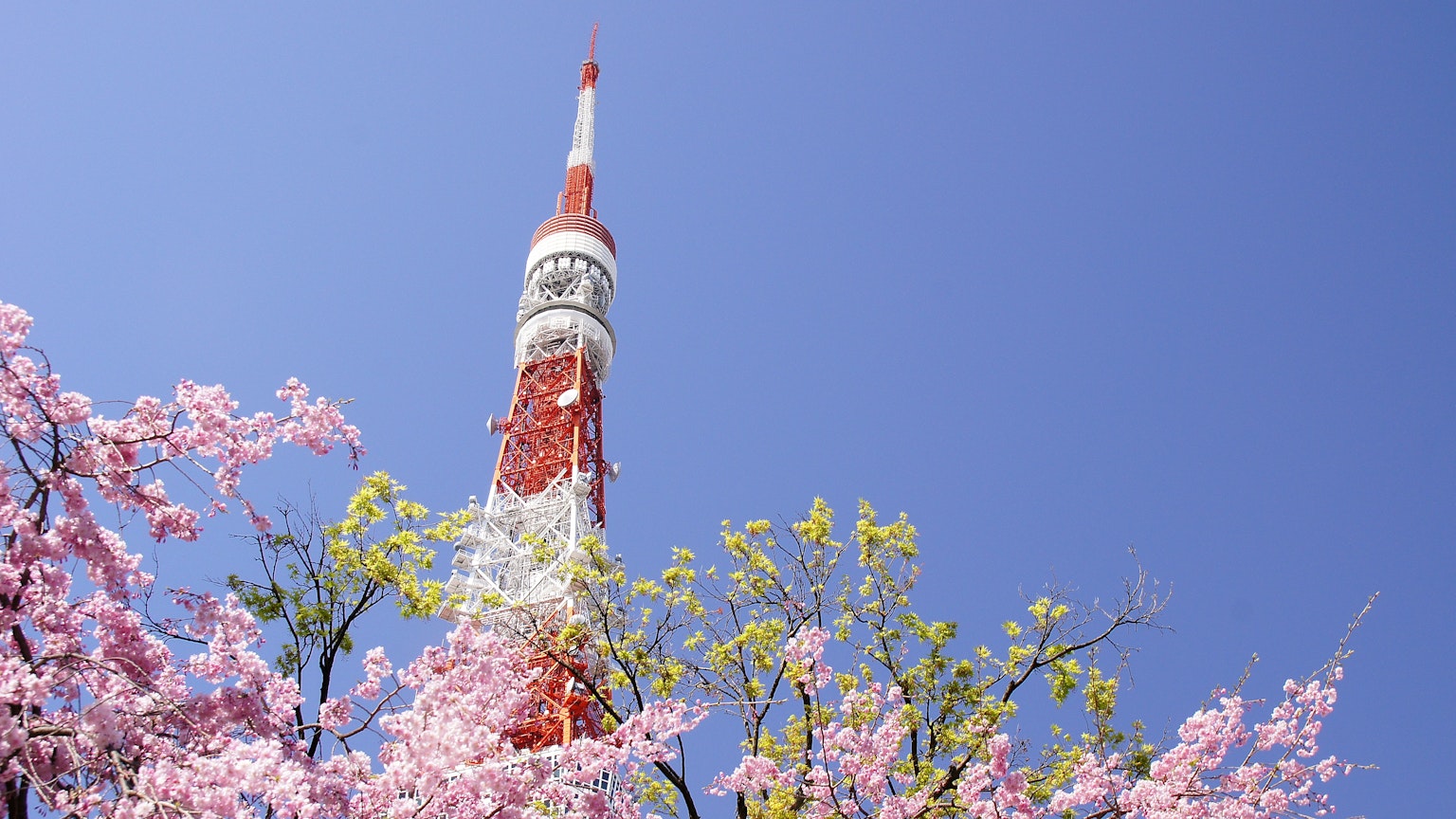 Torre de Tokio con cerezos bajo un cielo azul claro