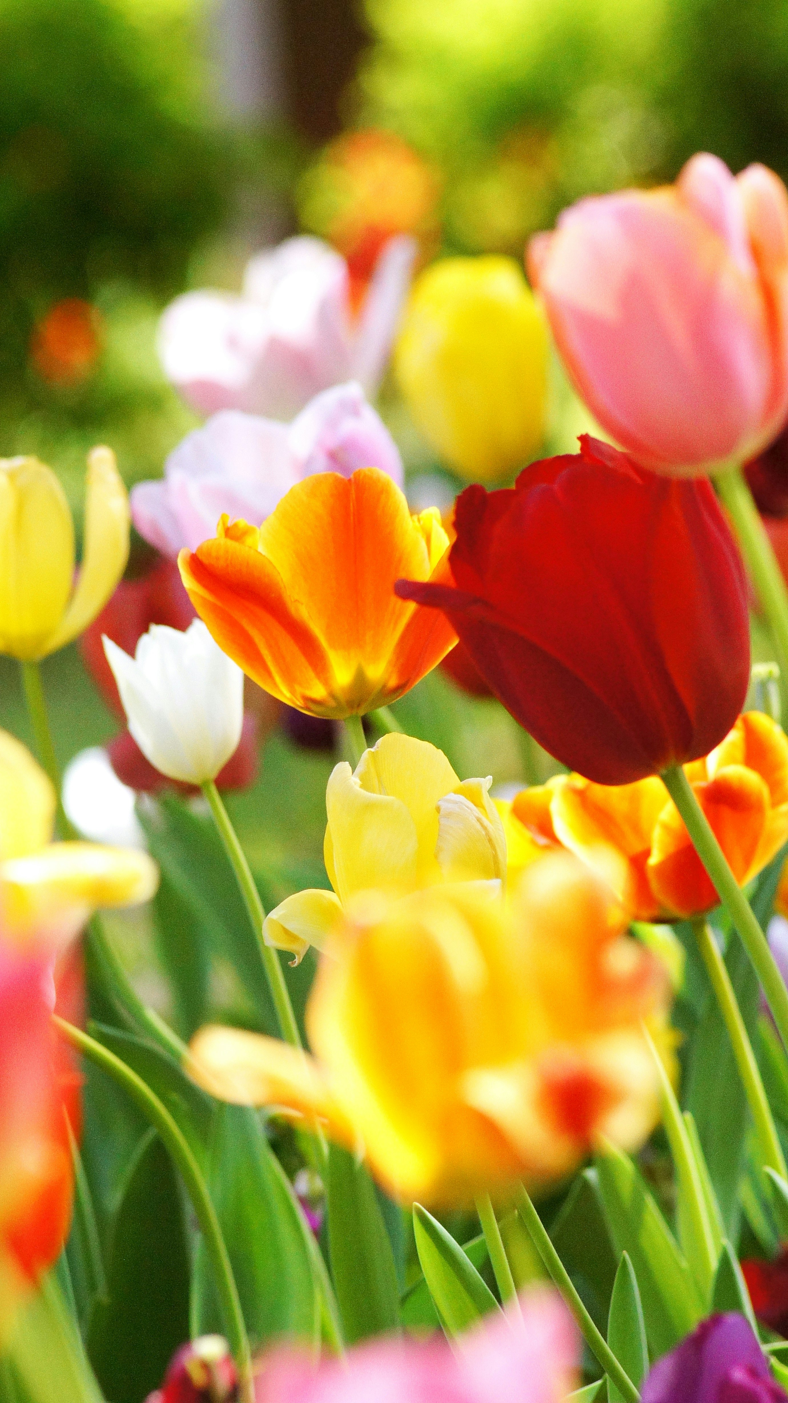Hoa tulip rực rỡ dưới nắng trong bồn hoa Công viên Yokohama