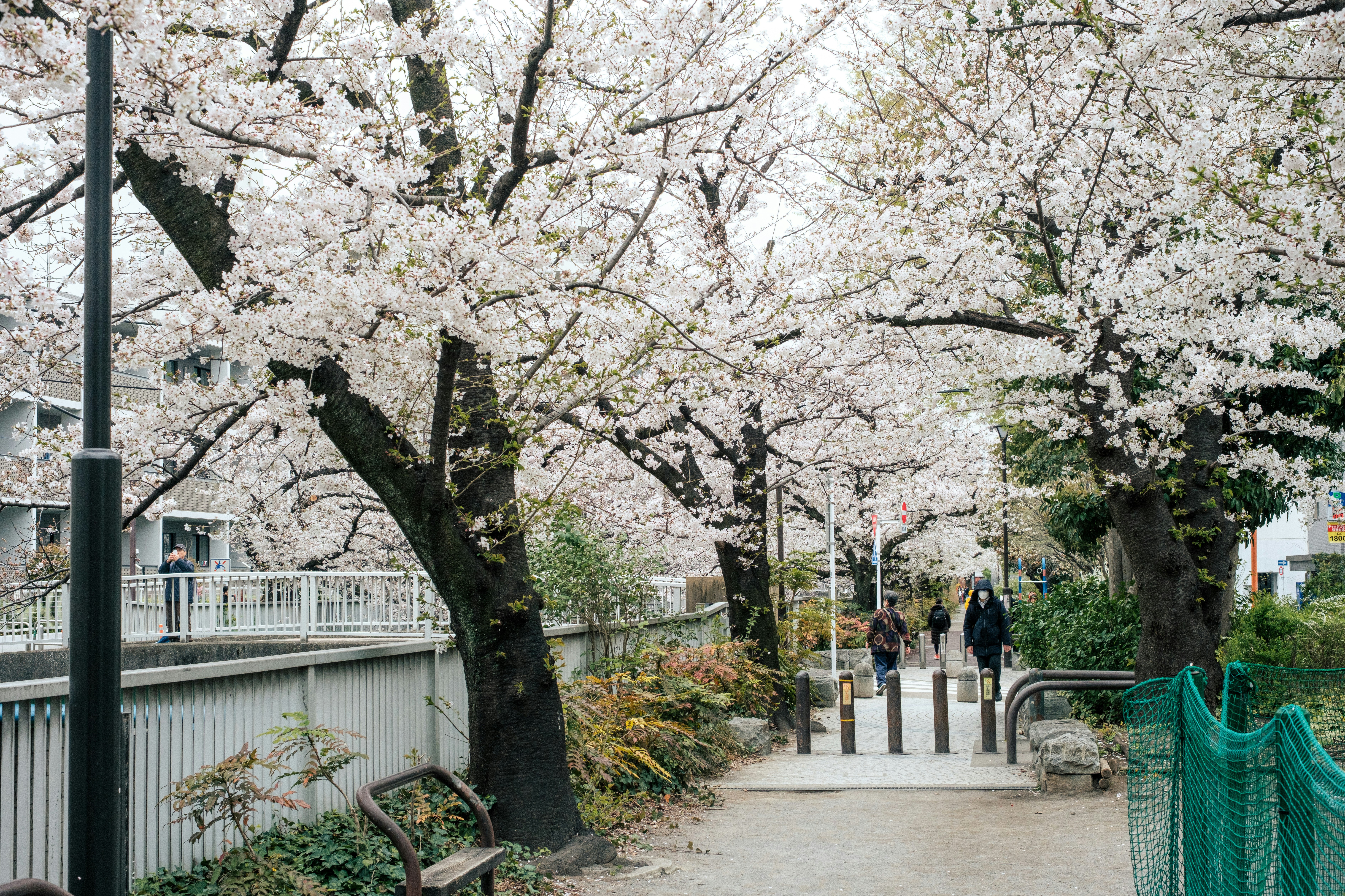 桜並木の遊歩道とベンチのある小道