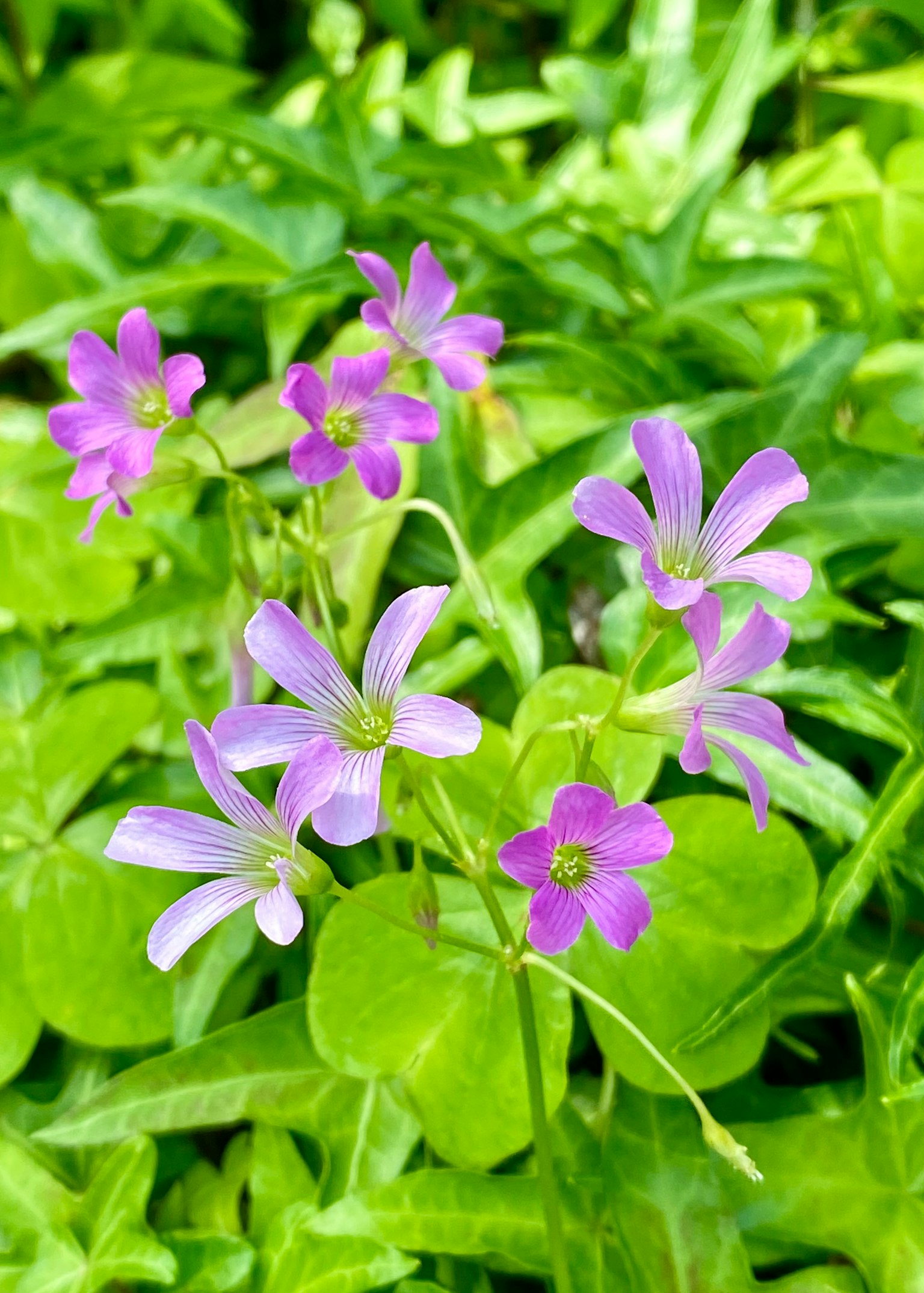 紫色花朵在綠色葉子中綻放