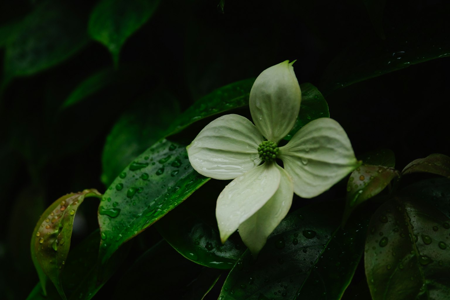 Nahaufnahme einer weißen Blume zwischen grünen Blättern