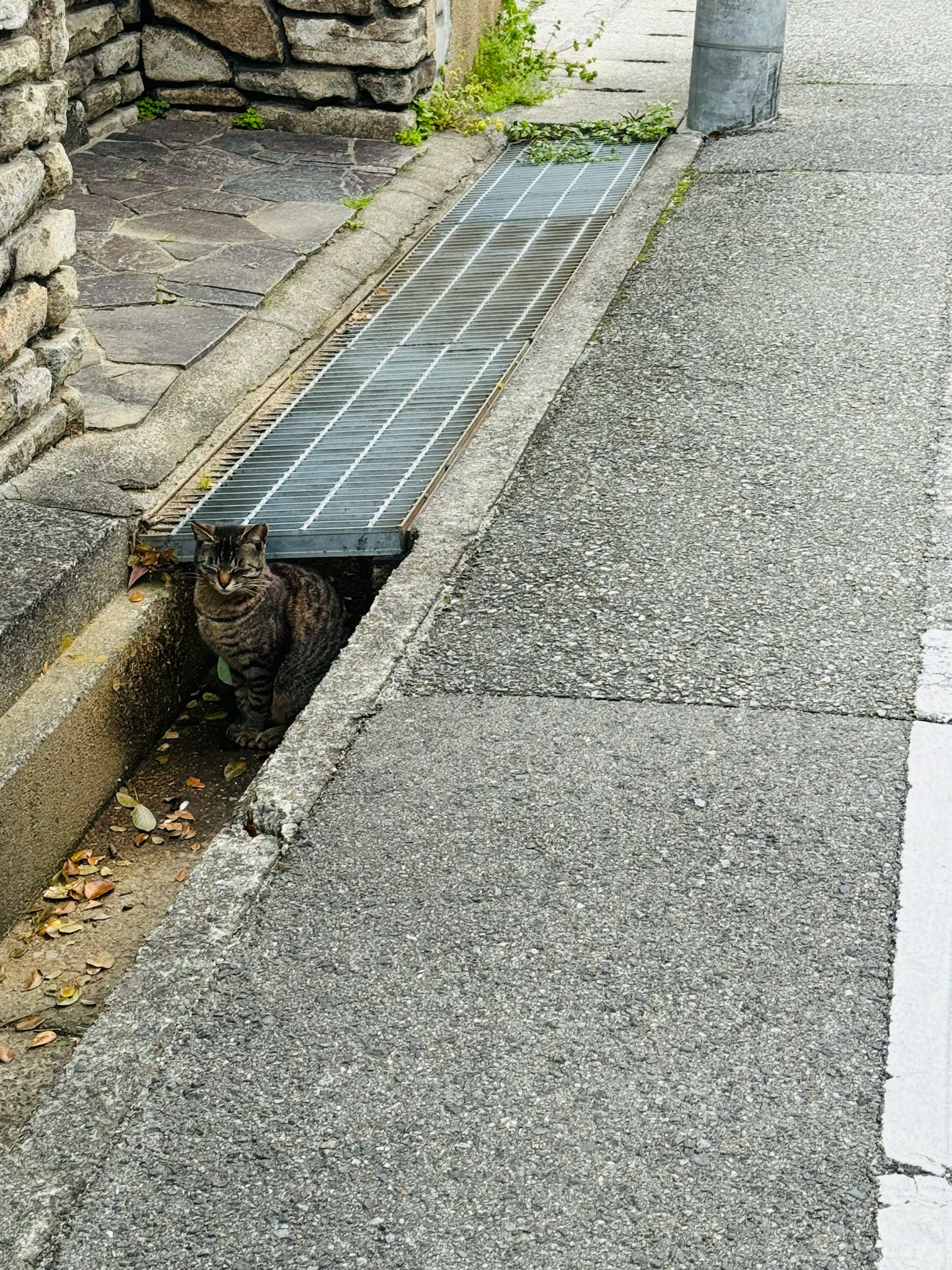 Seekor kucing yang bersembunyi di selokan dekat dinding batu