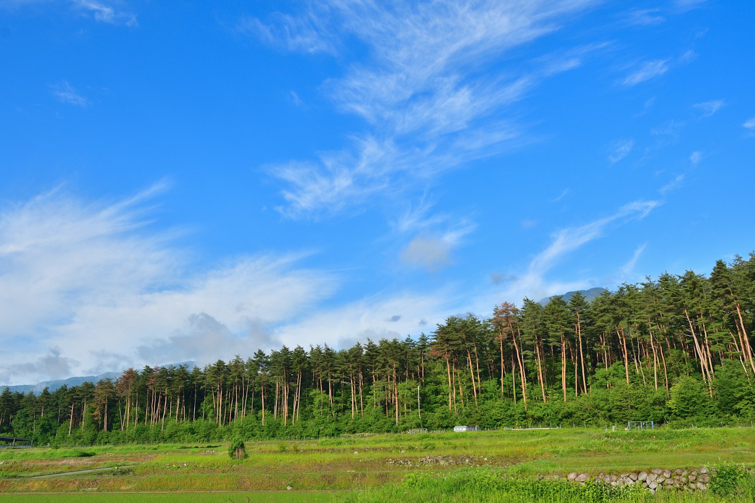 Paesaggio con cielo blu e foresta verde