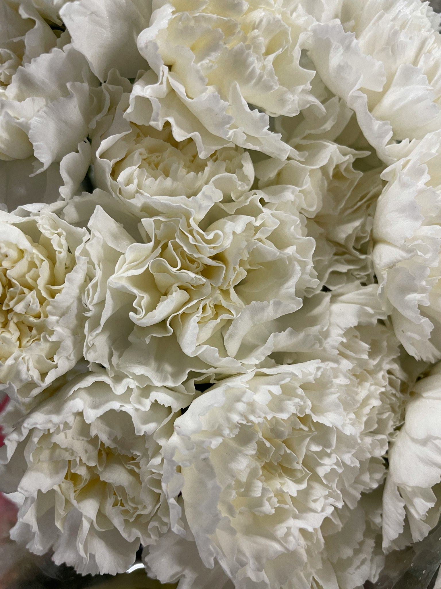 Primo piano di un bouquet di garofani bianchi