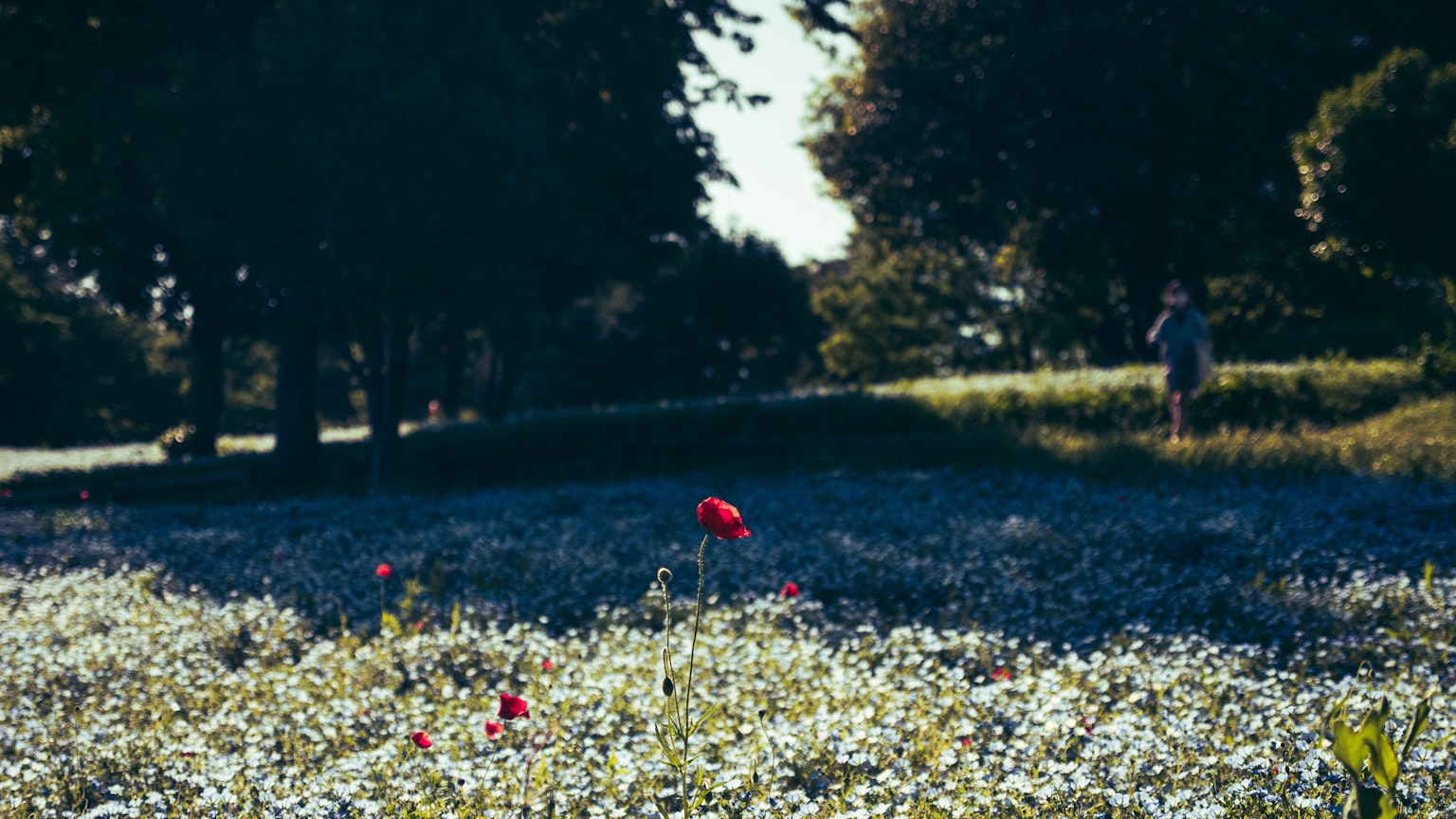 Eine Person steht in einem Feld mit blauen Blumen und roten Mohnblumen