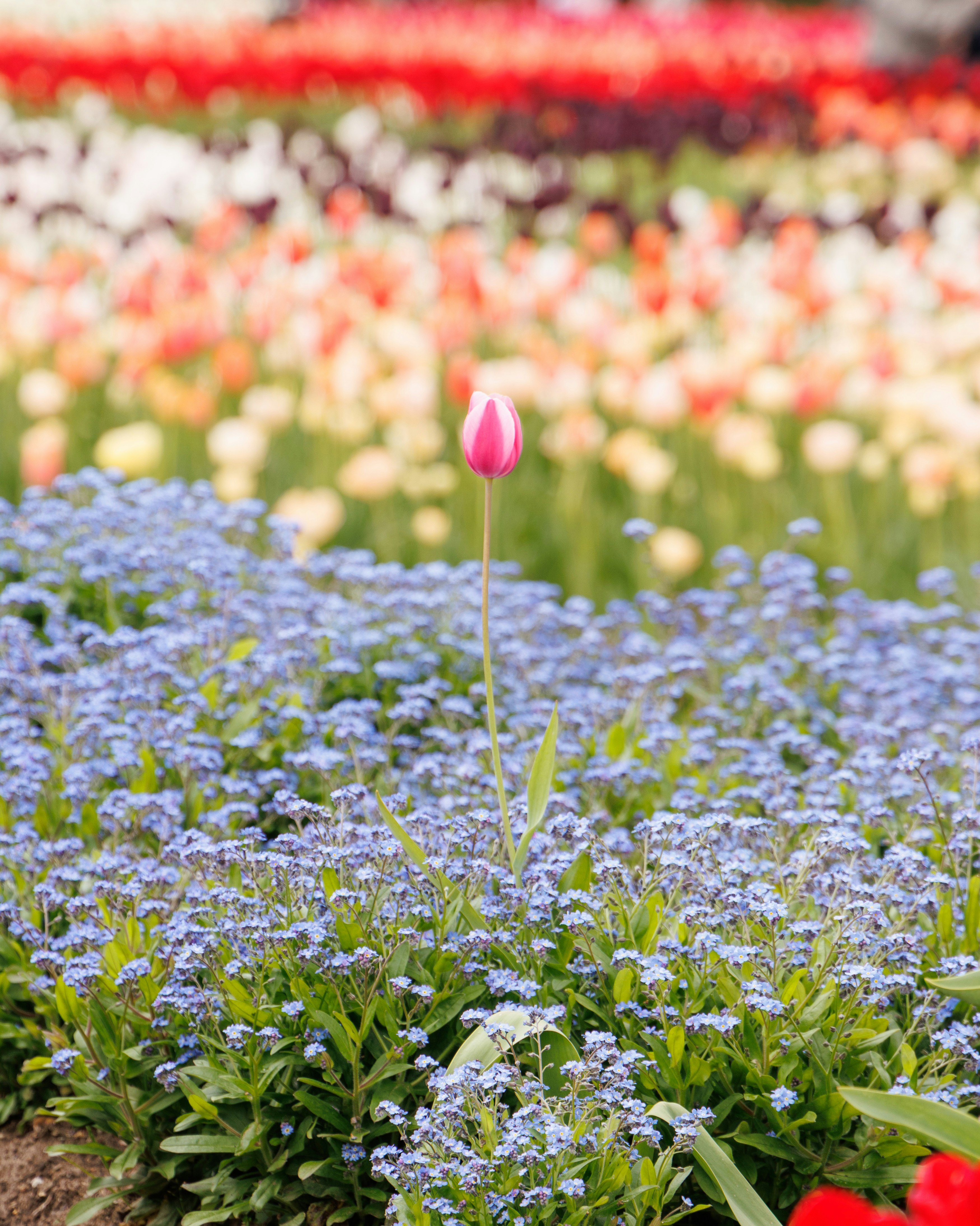 tulipano rosa in fiore in mezzo a un campo di fiori blu