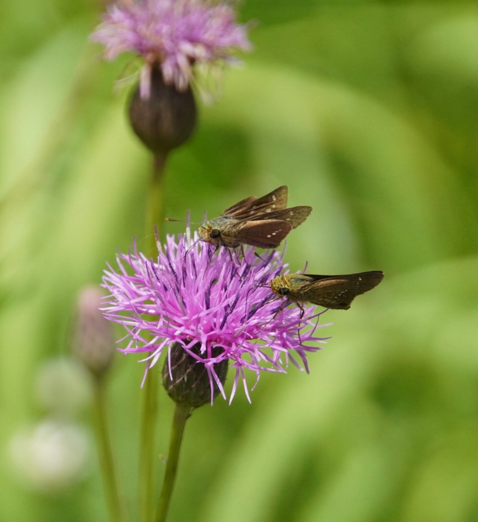 Deux papillons sur une fleur violette avec un fond vert