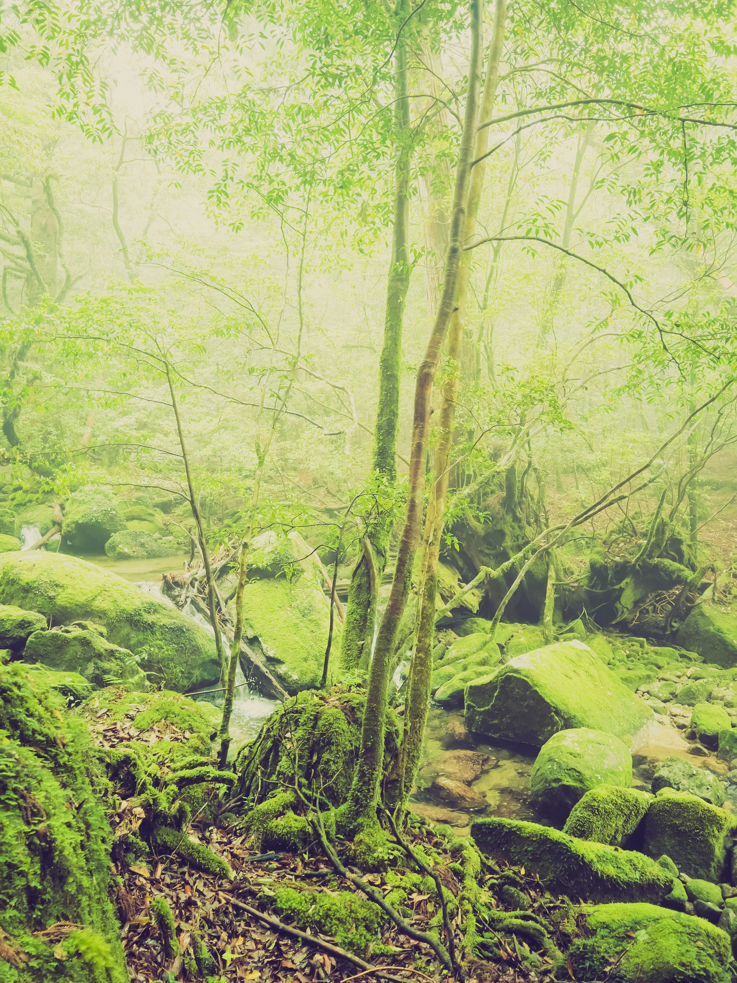 苔むした森の小道と流れる小川のある自然風景