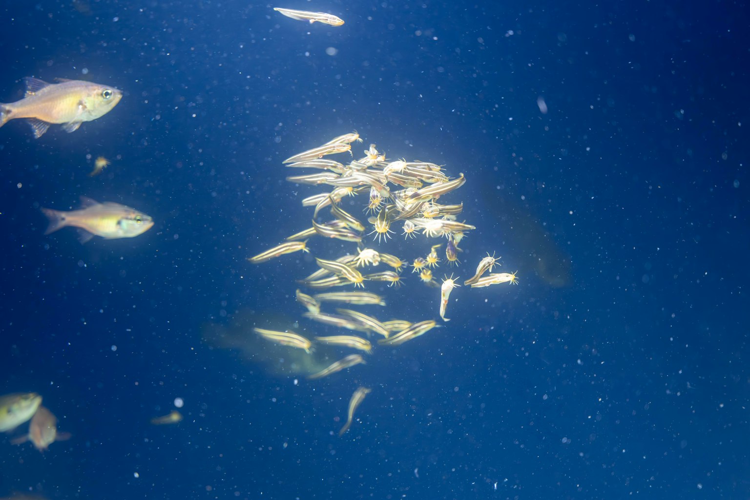Sekumpulan ikan berenang di air biru dalam