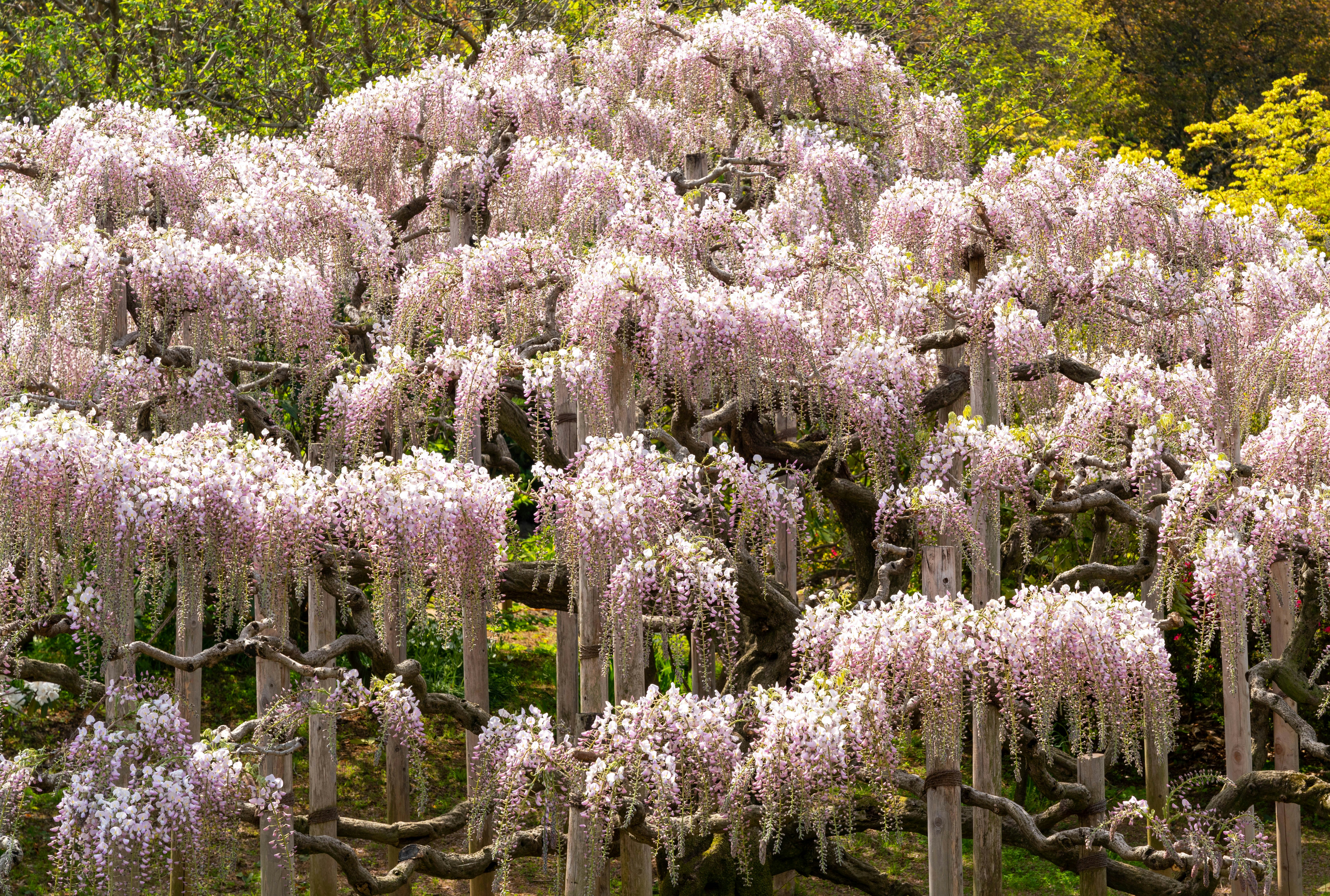 満開の藤の花が咲き誇る庭の風景