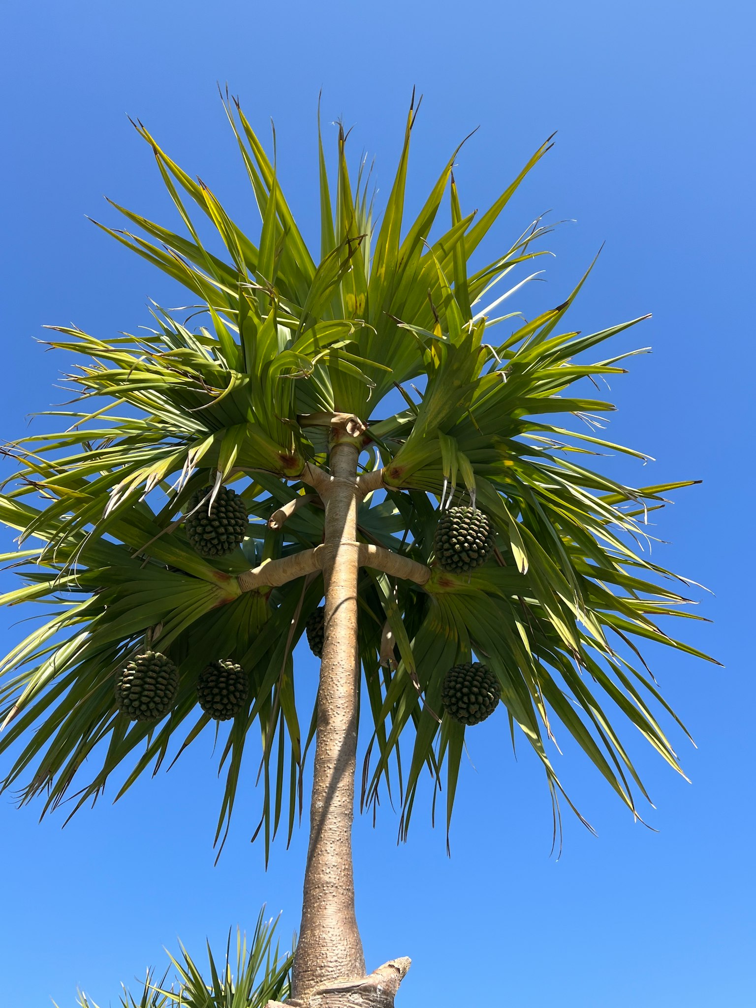Photo of a palm tree under a blue sky with spreading green leaves