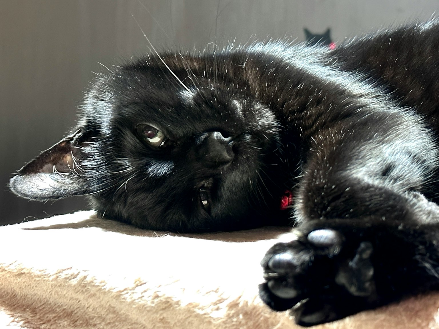 Black cat lying down basking in sunlight