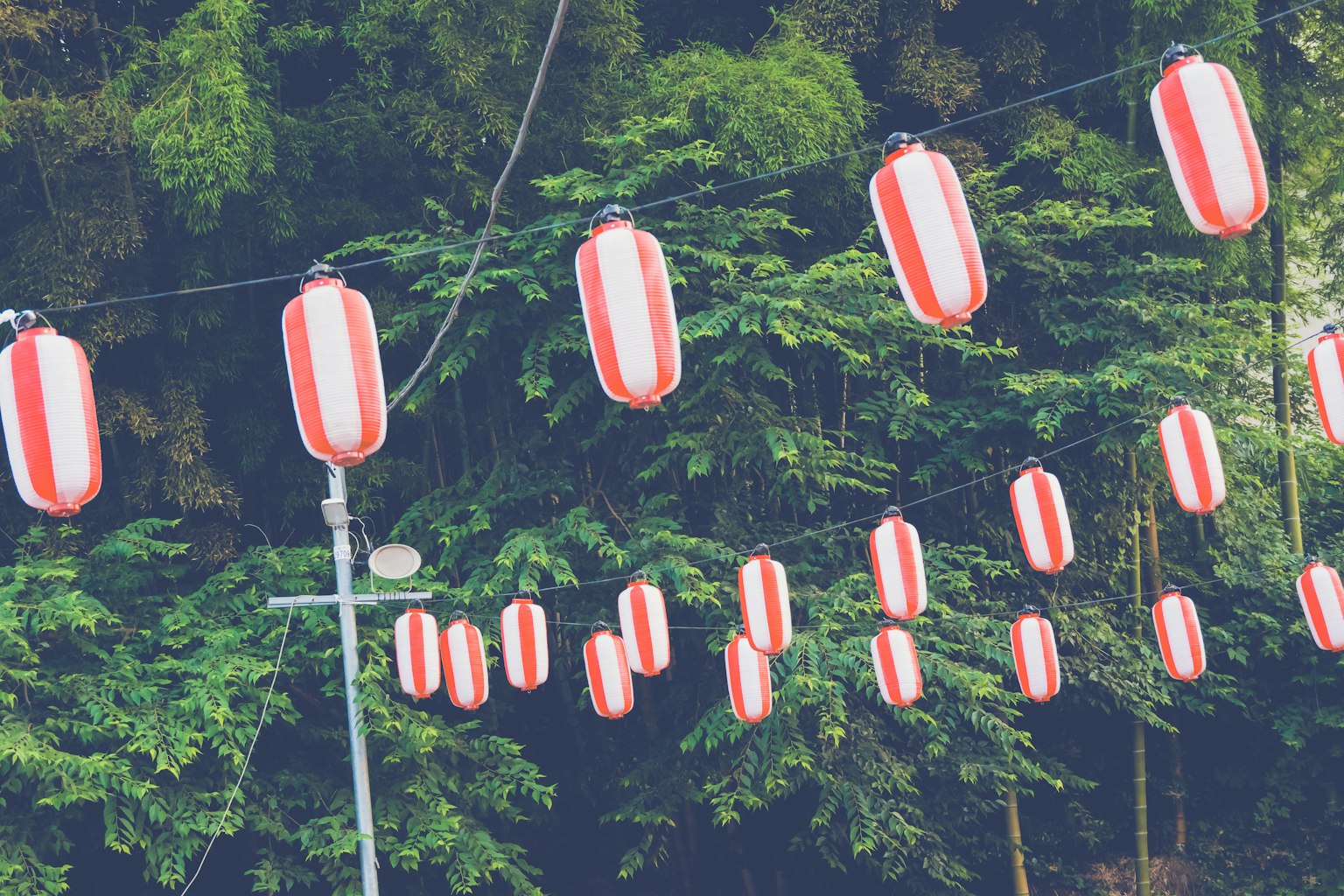 Đèn lồng đỏ và trắng treo trên nền cây xanh