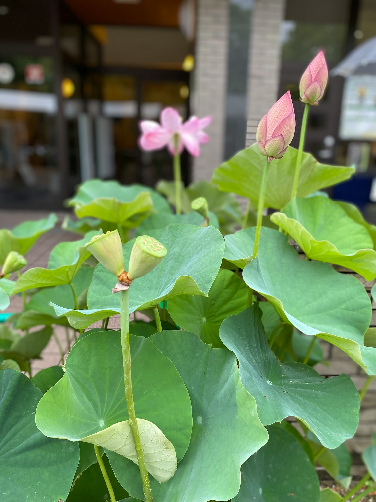 Fleurs de lotus roses et boutons parmi des feuilles vertes