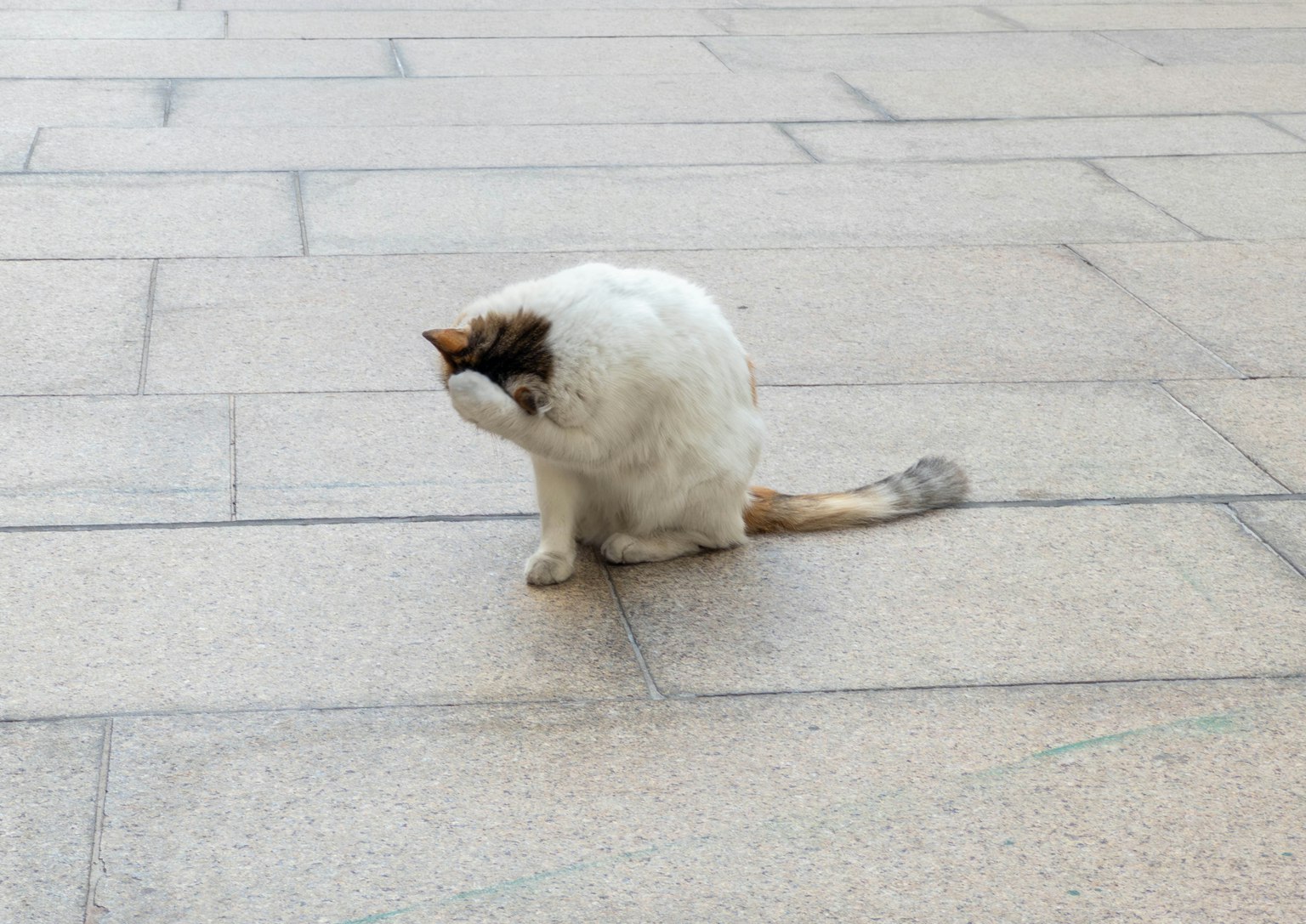 Eine weiße Katze, die sich mit ihrem Hinterbein das Gesicht reinigt