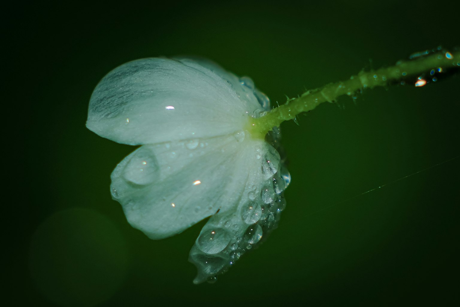 绿色背景上水滴的白色花朵特写