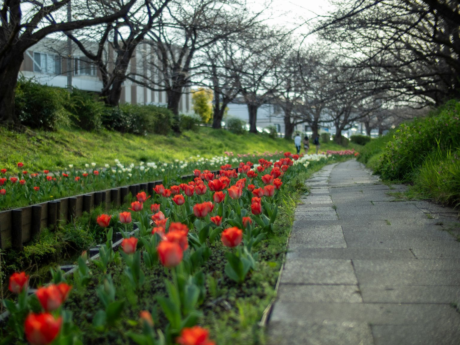 Pemandangan dengan tulip merah dan rumput hijau di sepanjang jalan setapak