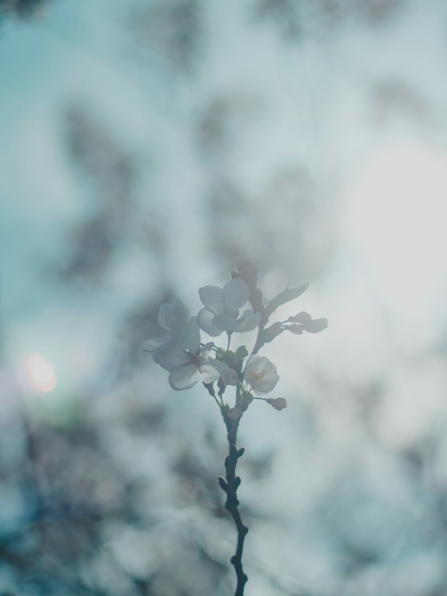 Ein verschwommener Blumenast unter einem sanften blauen Himmel