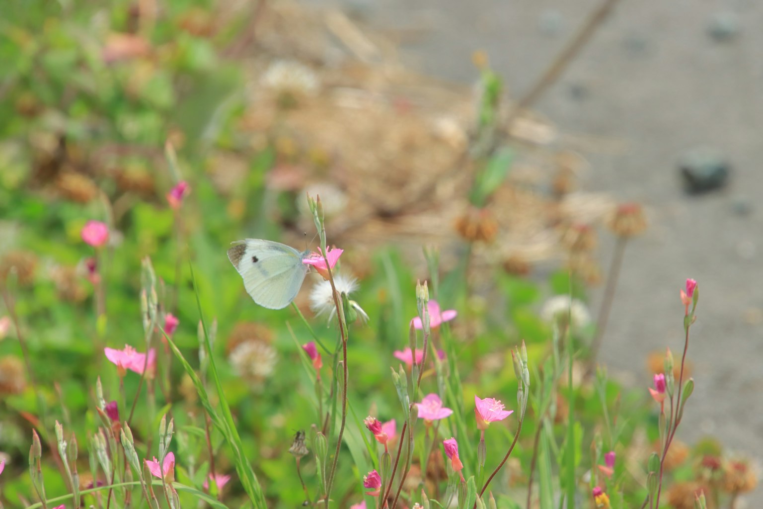 Una escena con pequeñas flores rosas y una mariposa blanca entre la hierba verde