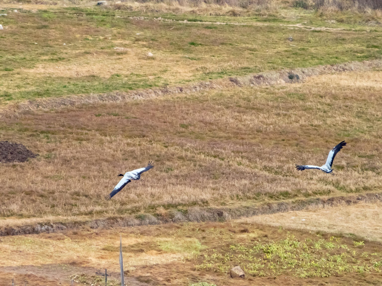 Dos aves volando sobre un vasto campo de hierba