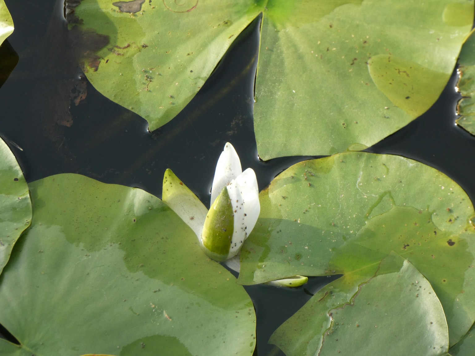 水蓮葉與花蕾