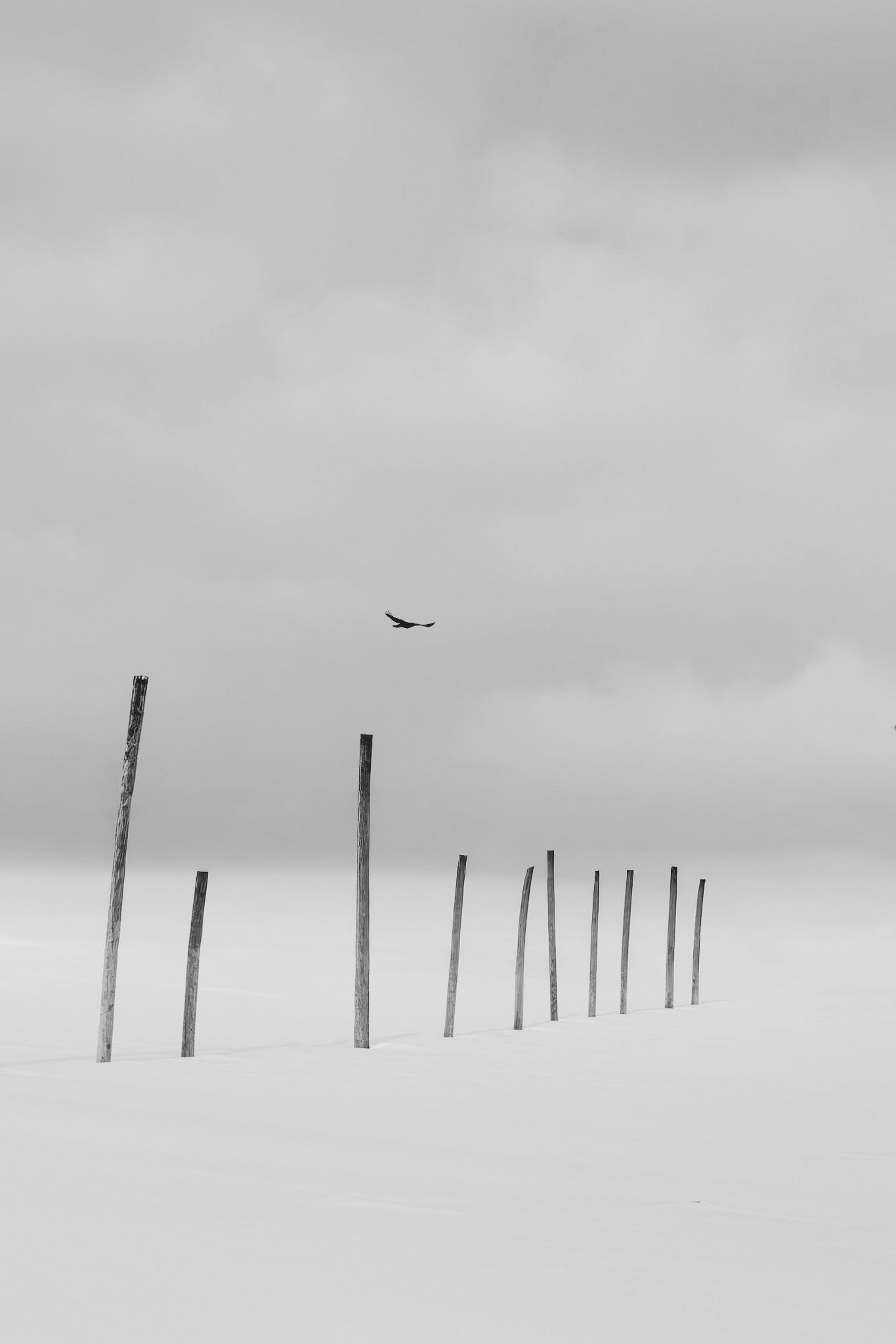 Pájaro volando sobre un campo nevado con postes
