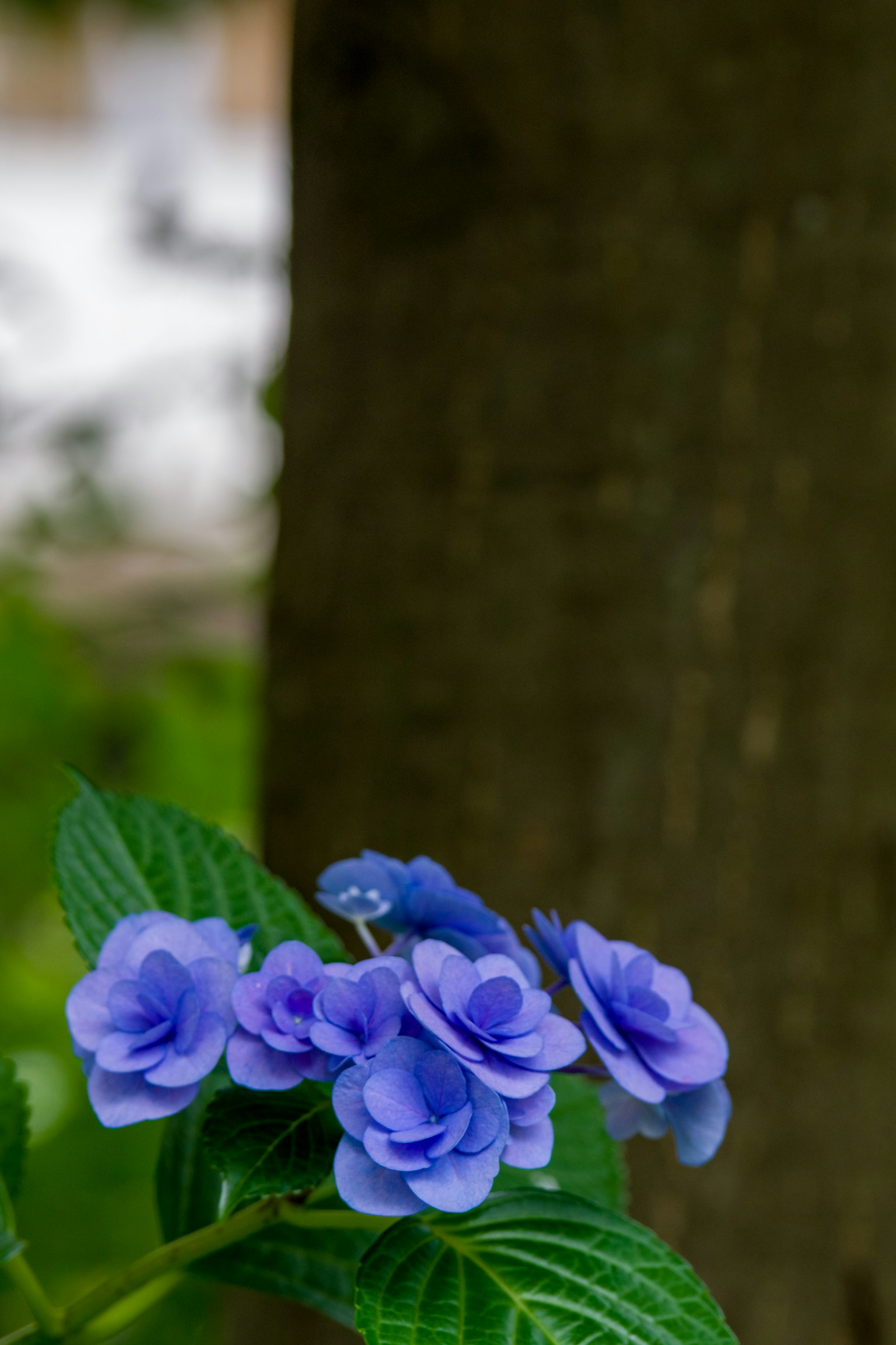 Pianta con fiori blu-viola e foglie verdi
