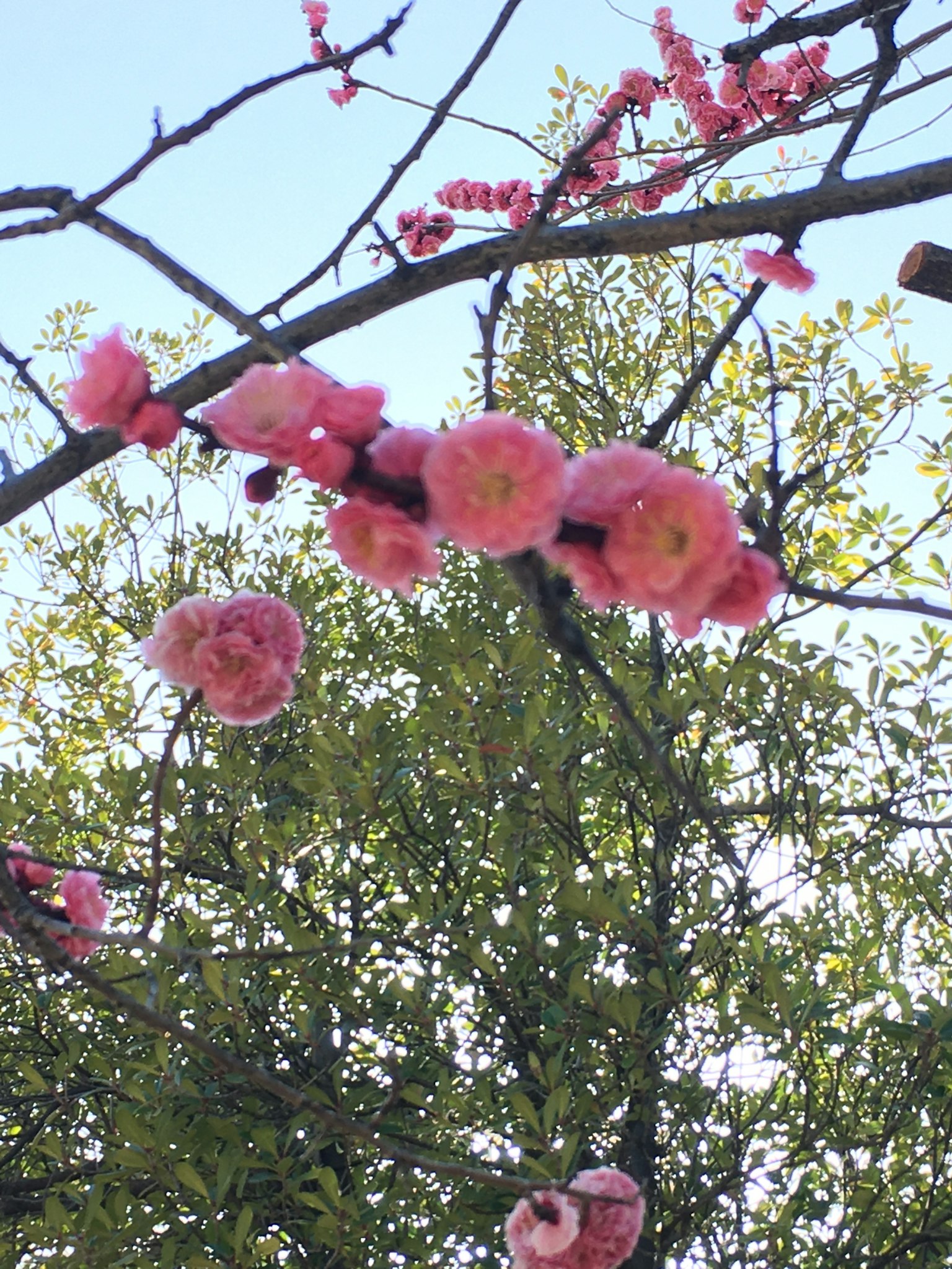 Rami con fiori di ciliegio rosa e foglie verdi