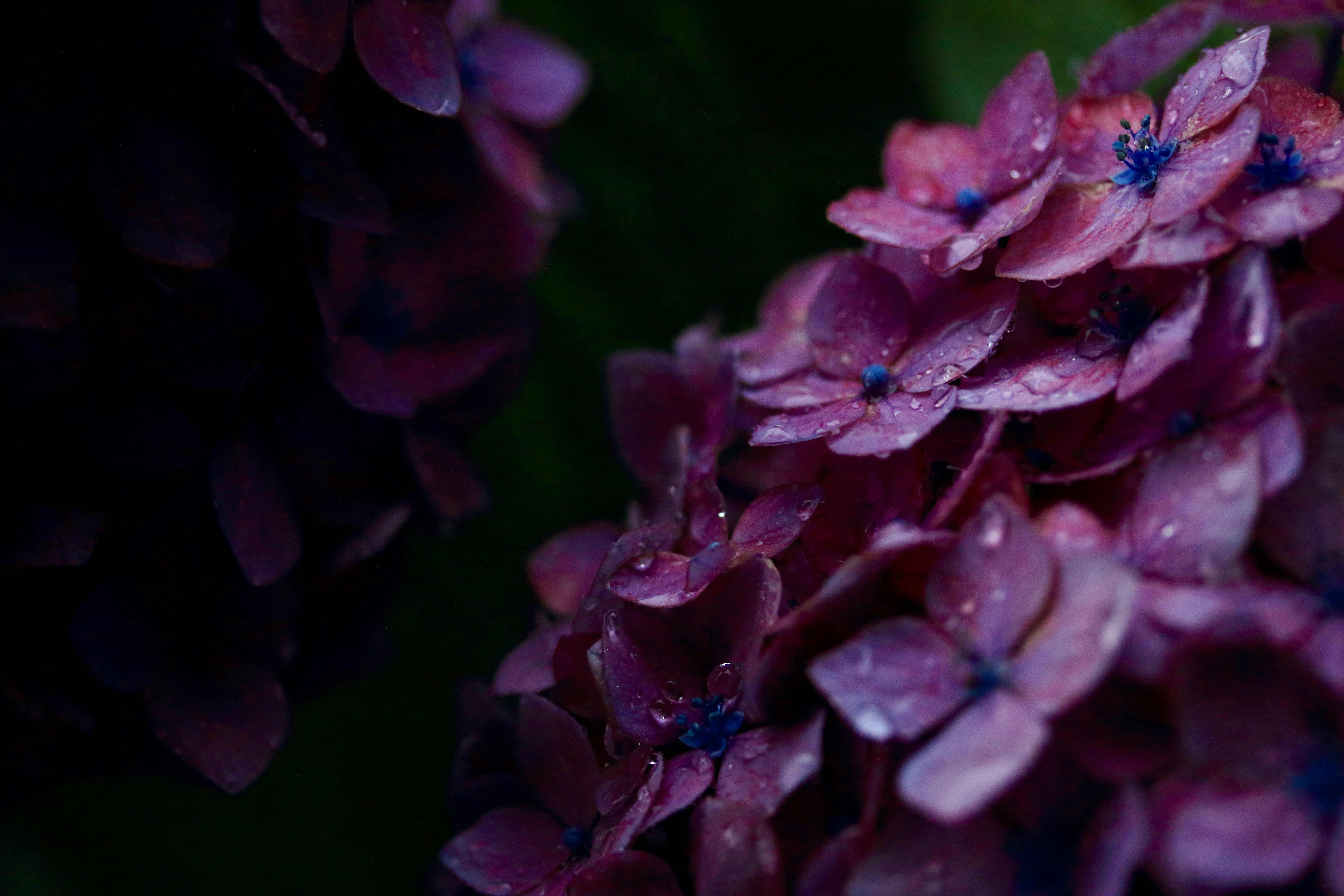 雨粒のついた紫の花のクローズアップ
