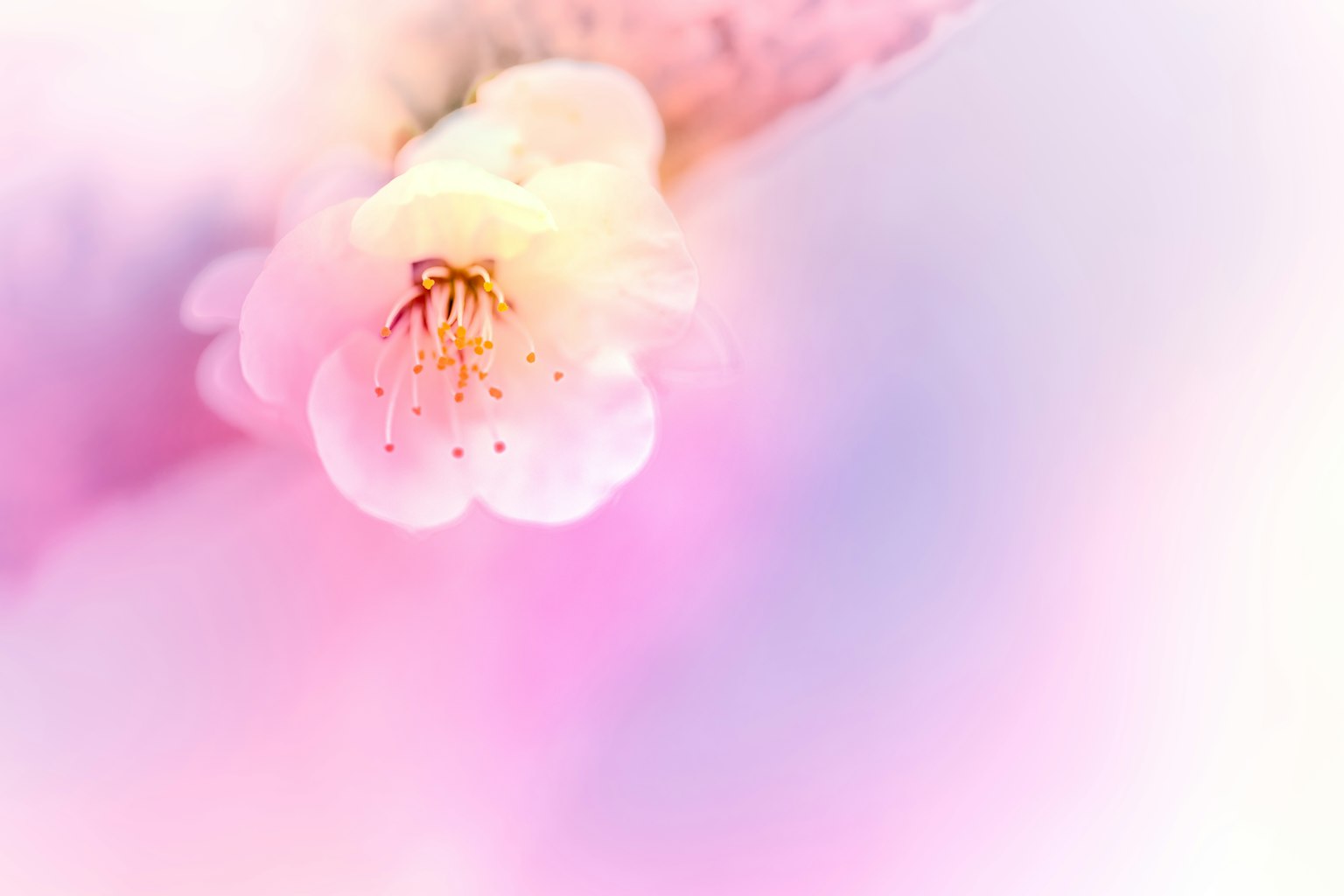 柔和粉色背景上的花朵特写