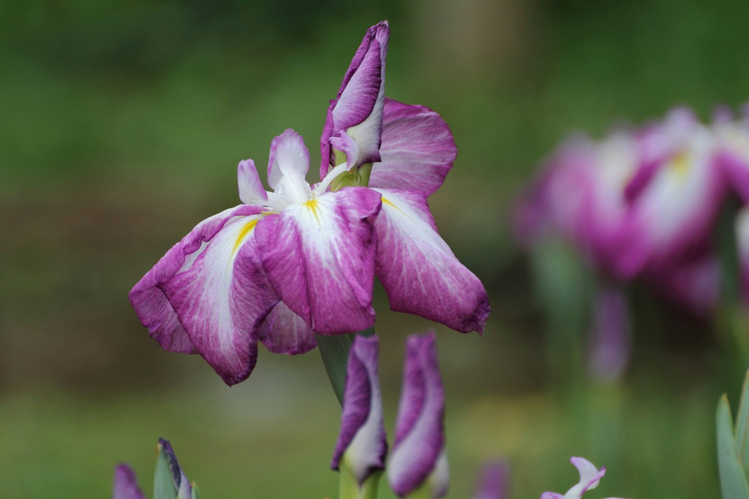 Beautiful purple flower blooming in a garden