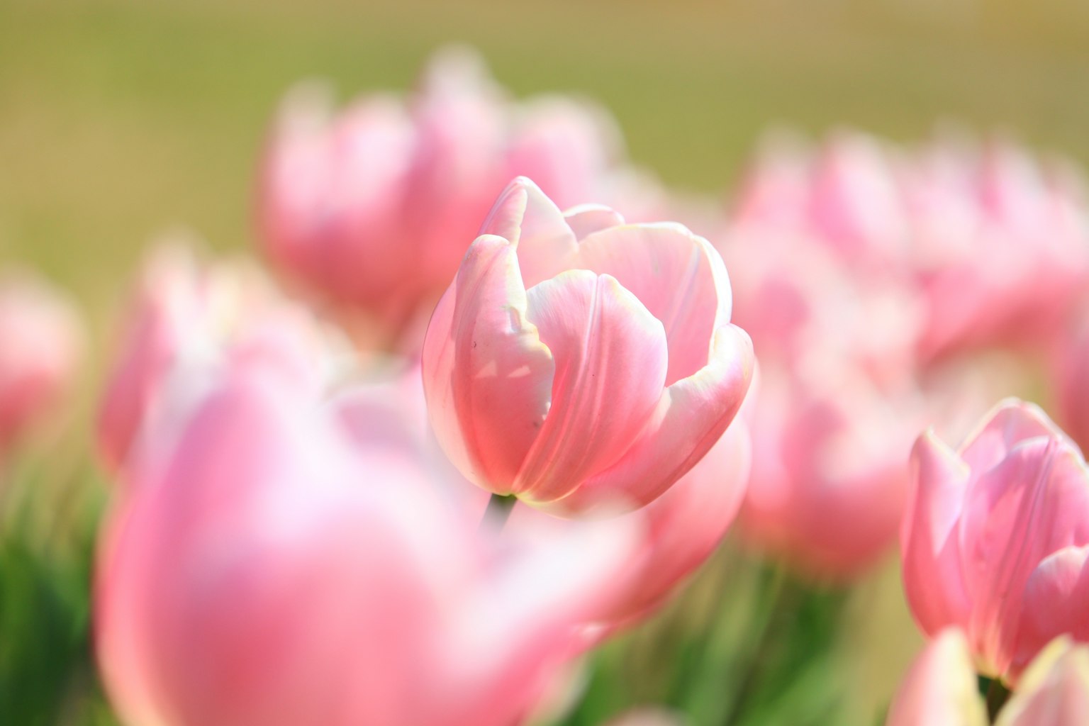 Campo di tulipani rosa chiaro in fiore