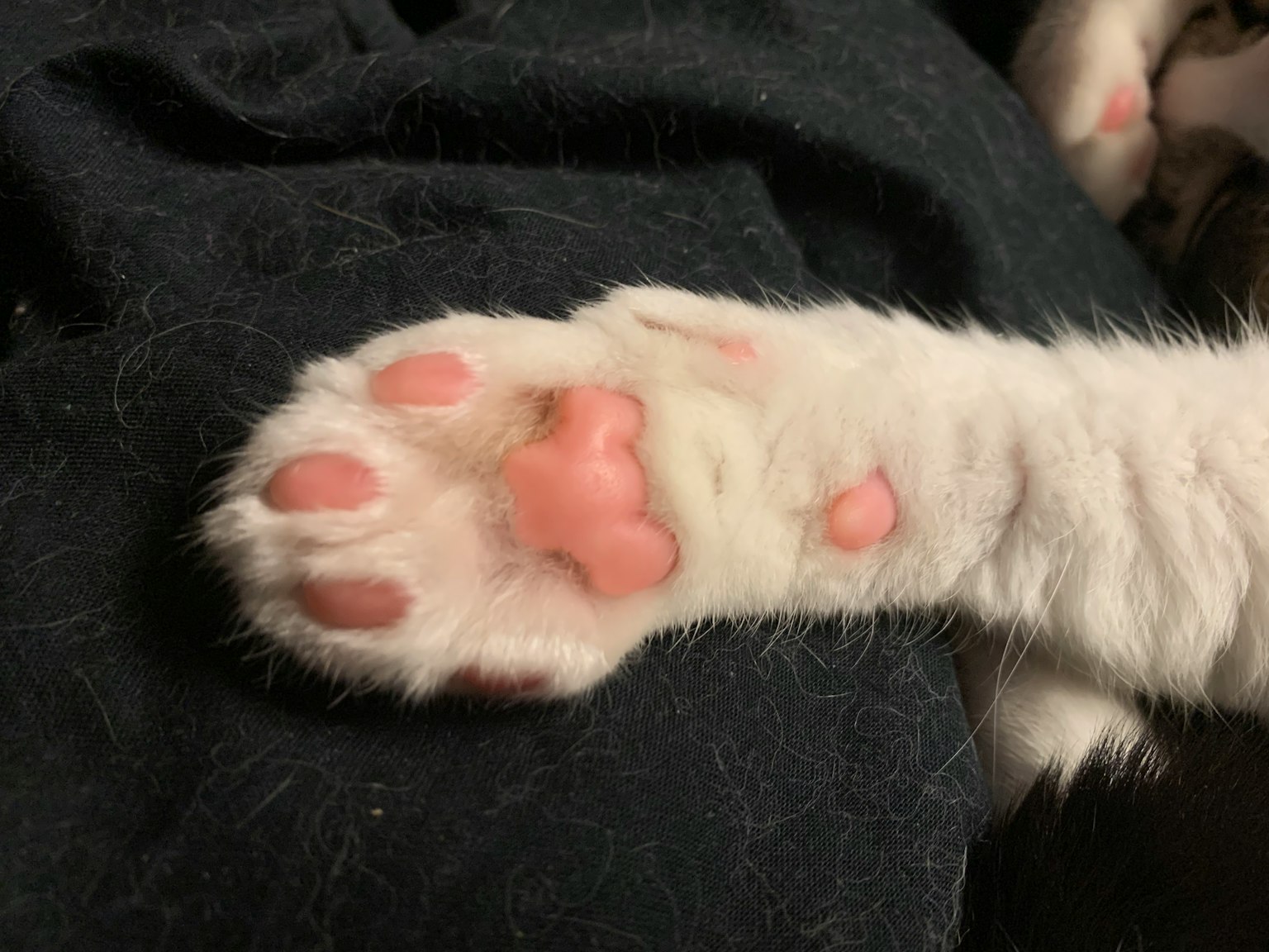 Primo piano di una zampa di gatto bianco con pelo morbido e cuscinetti rosa