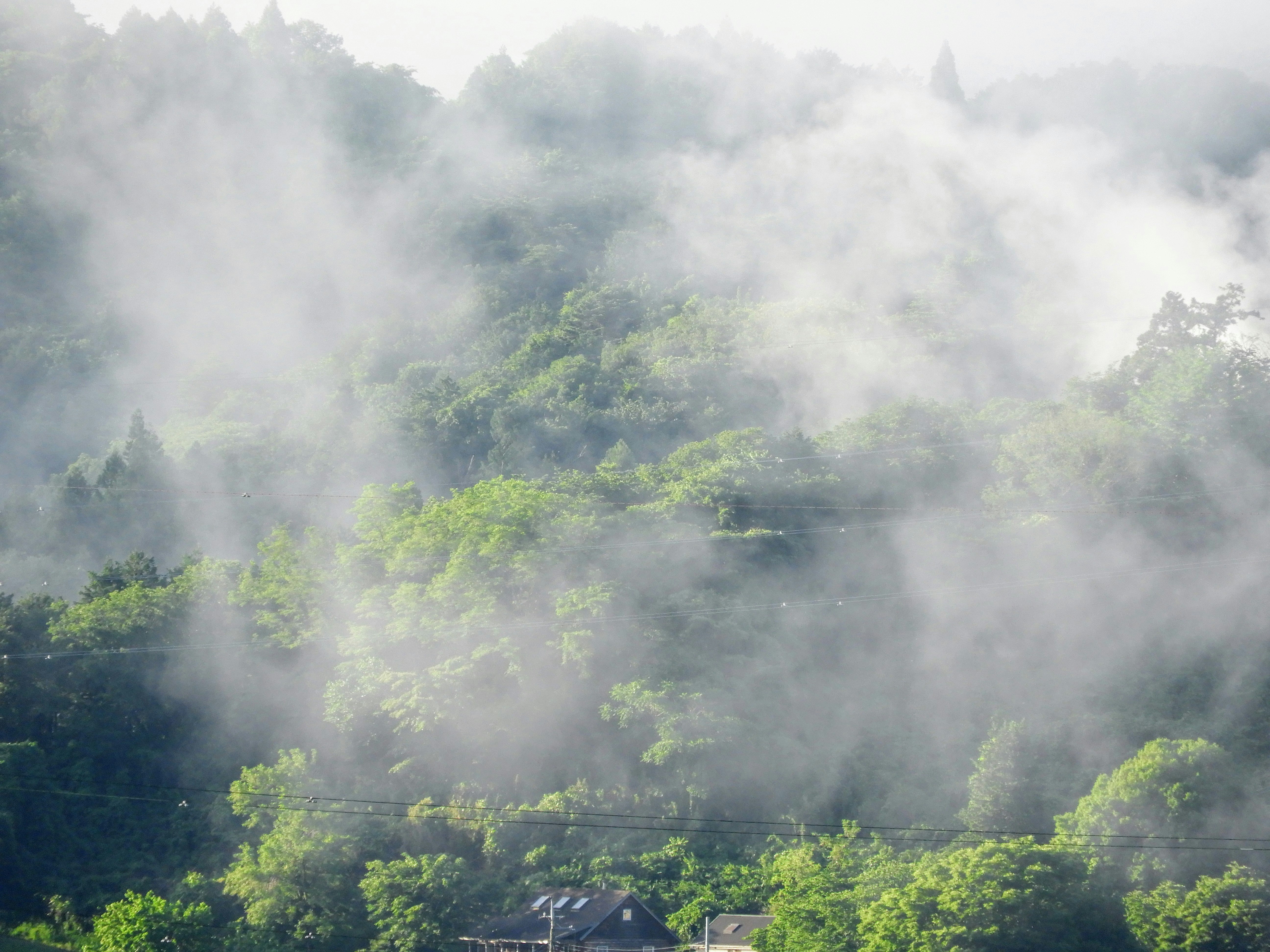 霧に包まれた緑の山あいの風景