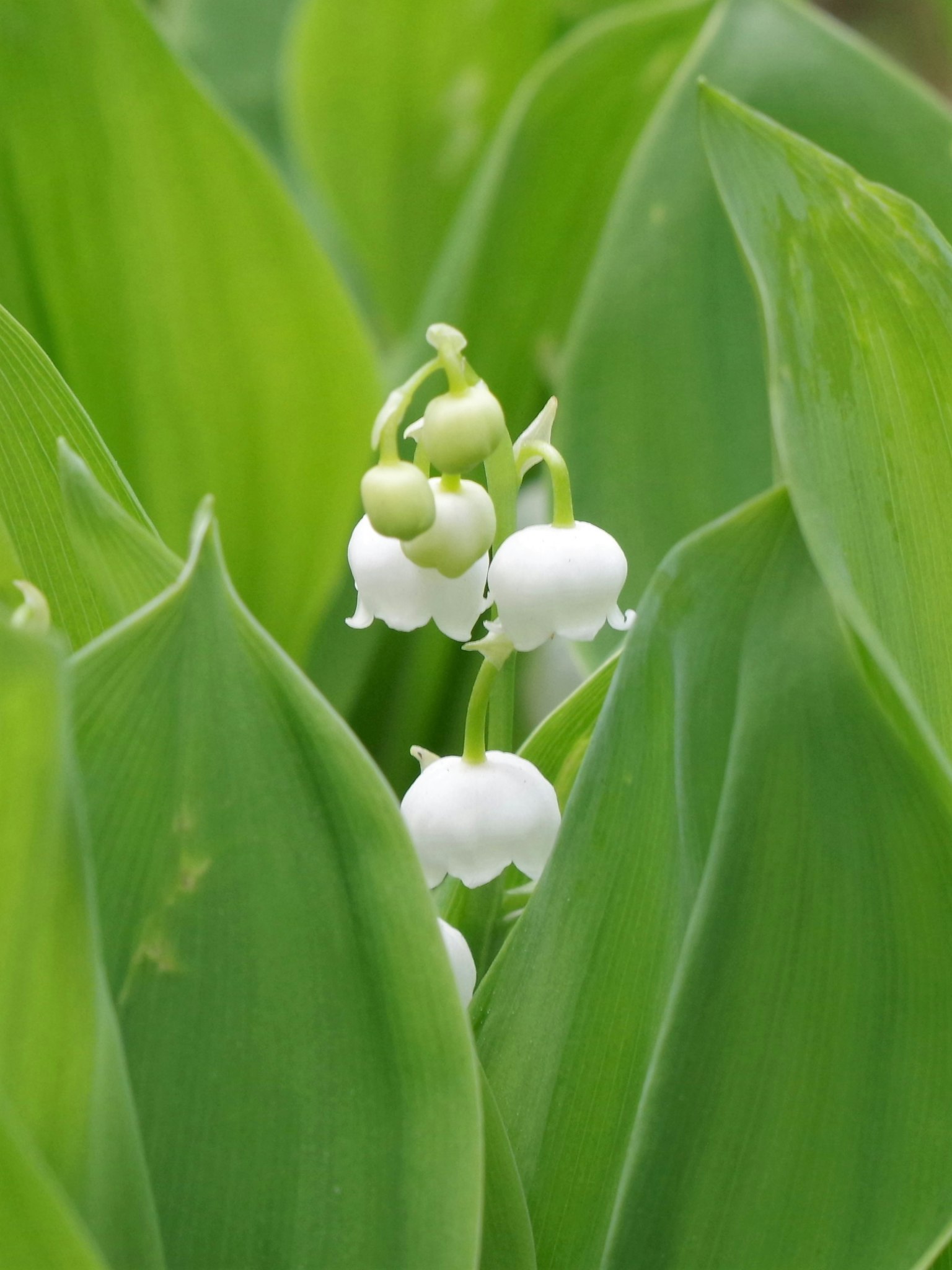 White lily of the valley flowers surrounded by green leaves