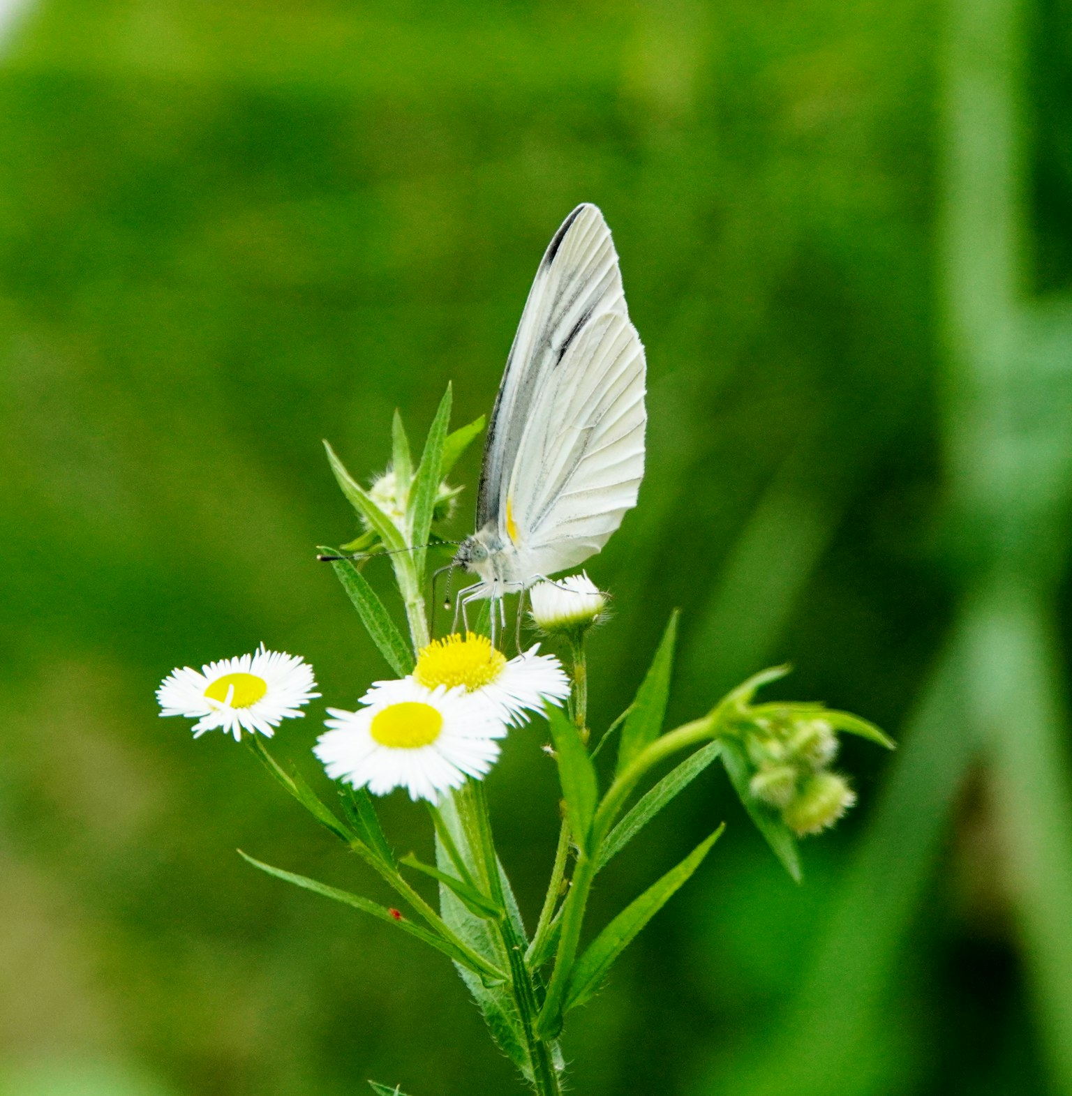 Una mariposa blanca posada sobre pequeñas flores blancas con un fondo verde en un entorno natural