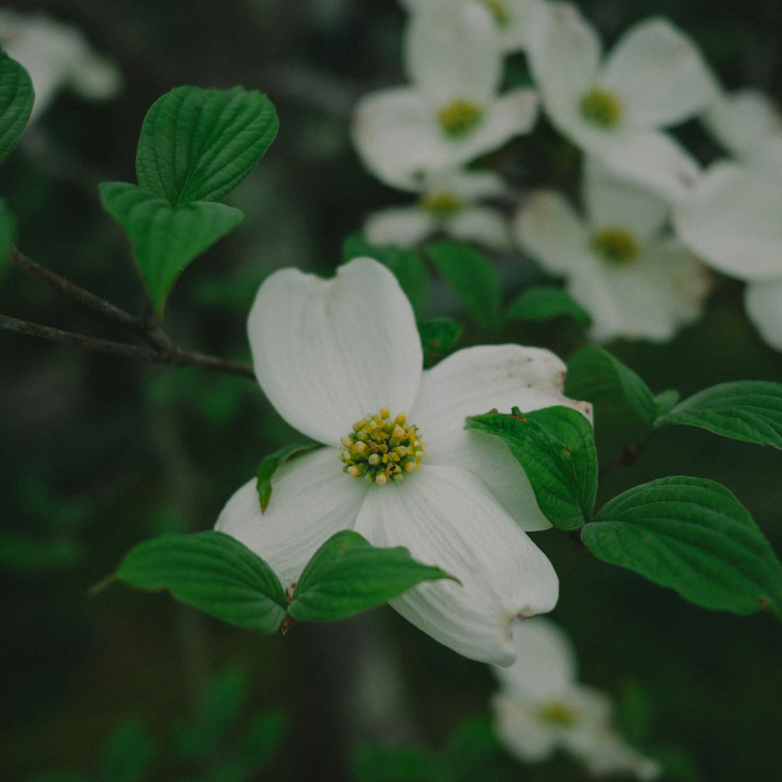 特寫白花和綠葉的樹枝