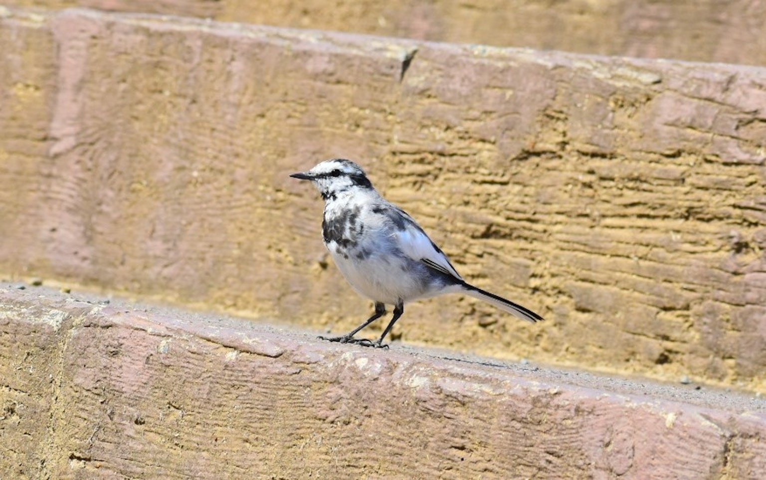 Un pequeño pájaro gris de pie en las escaleras