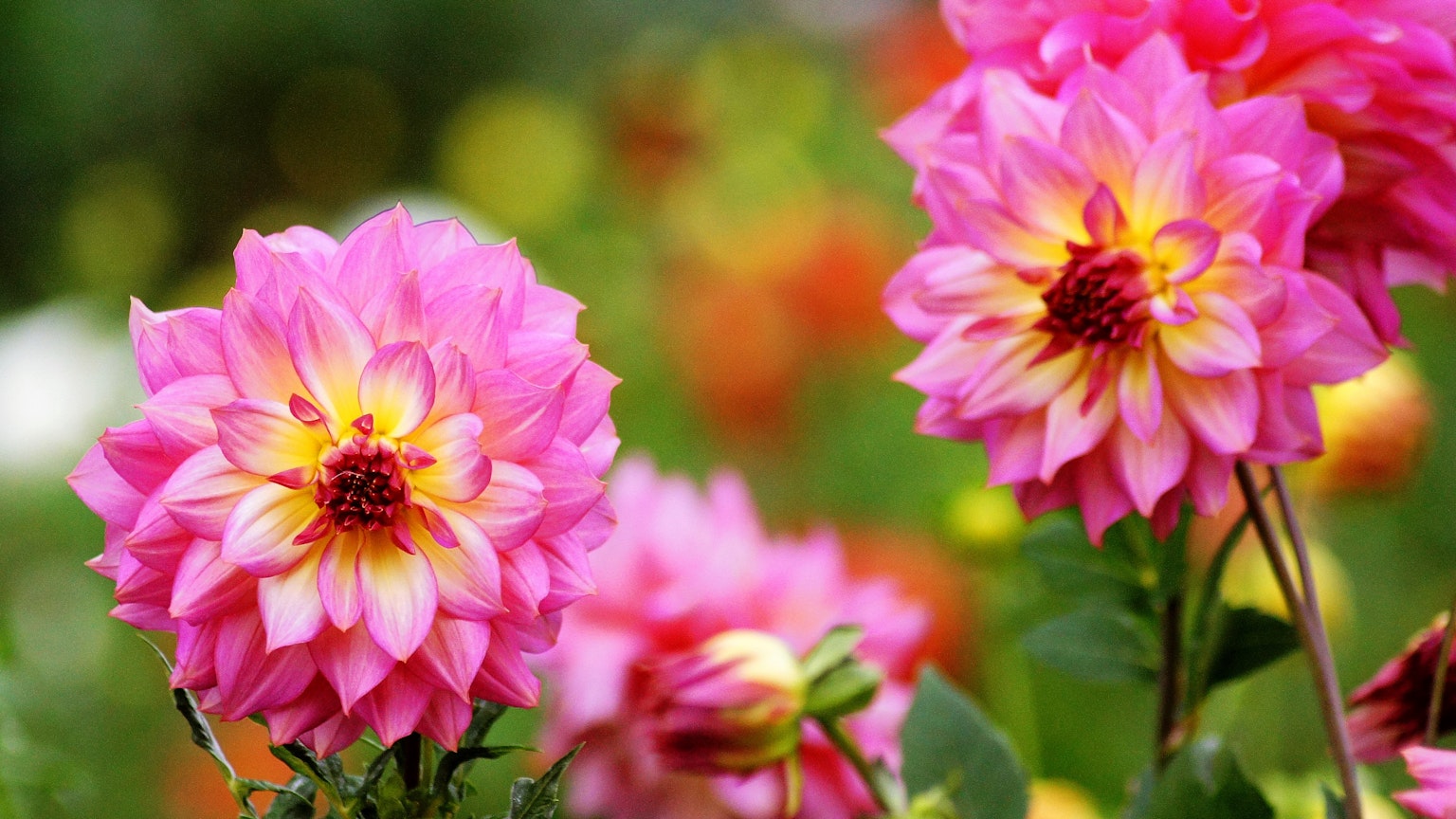 Lebendige rosa Dahlienblüten in einer schönen Umgebung