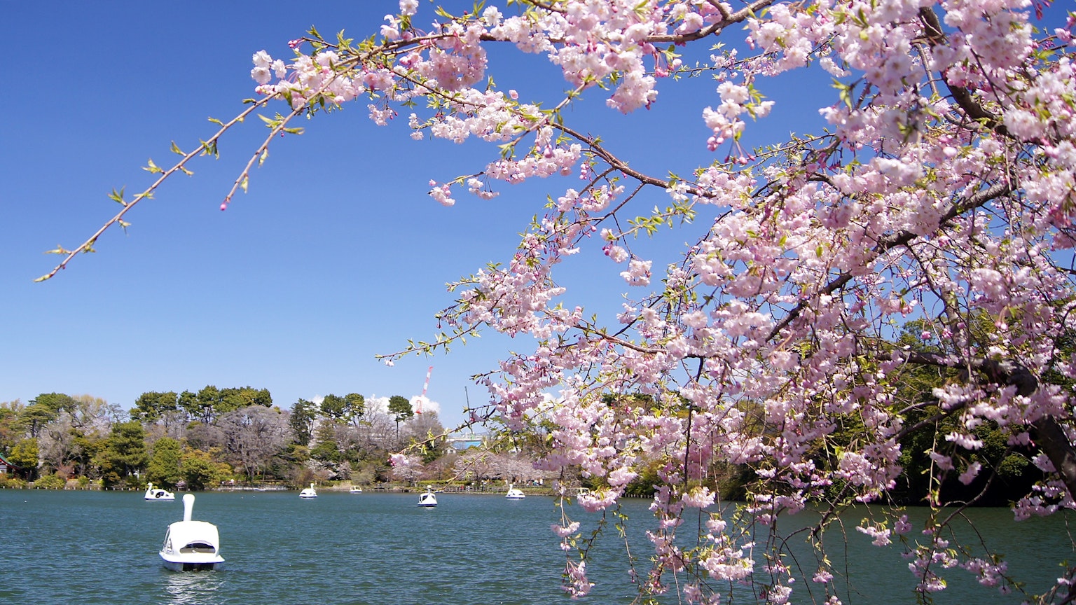 Scenic view of cherry blossoms under a blue sky with swan boats on the lake