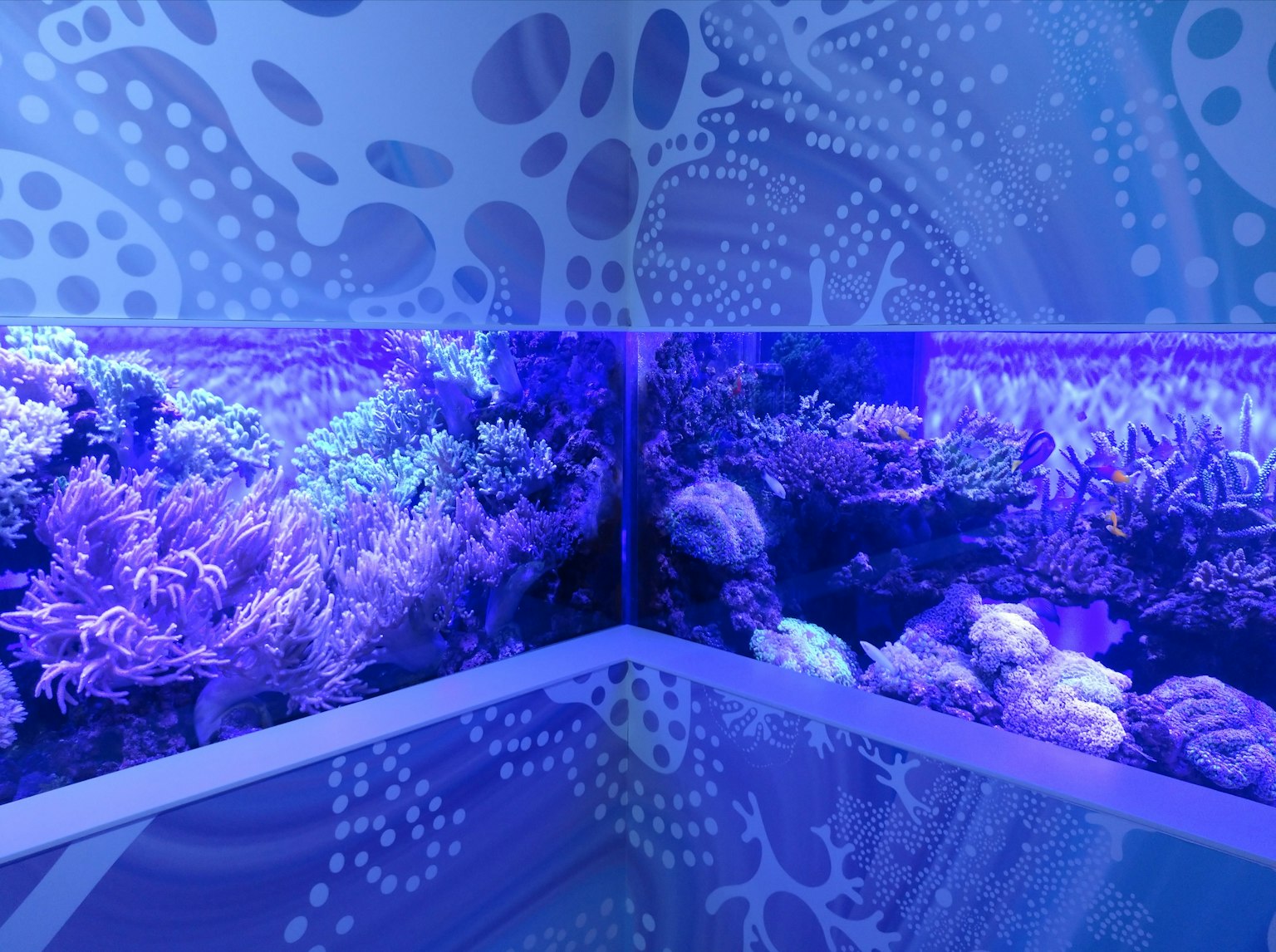 水族馆内部，蓝色灯光下的五彩斑斓的珊瑚礁