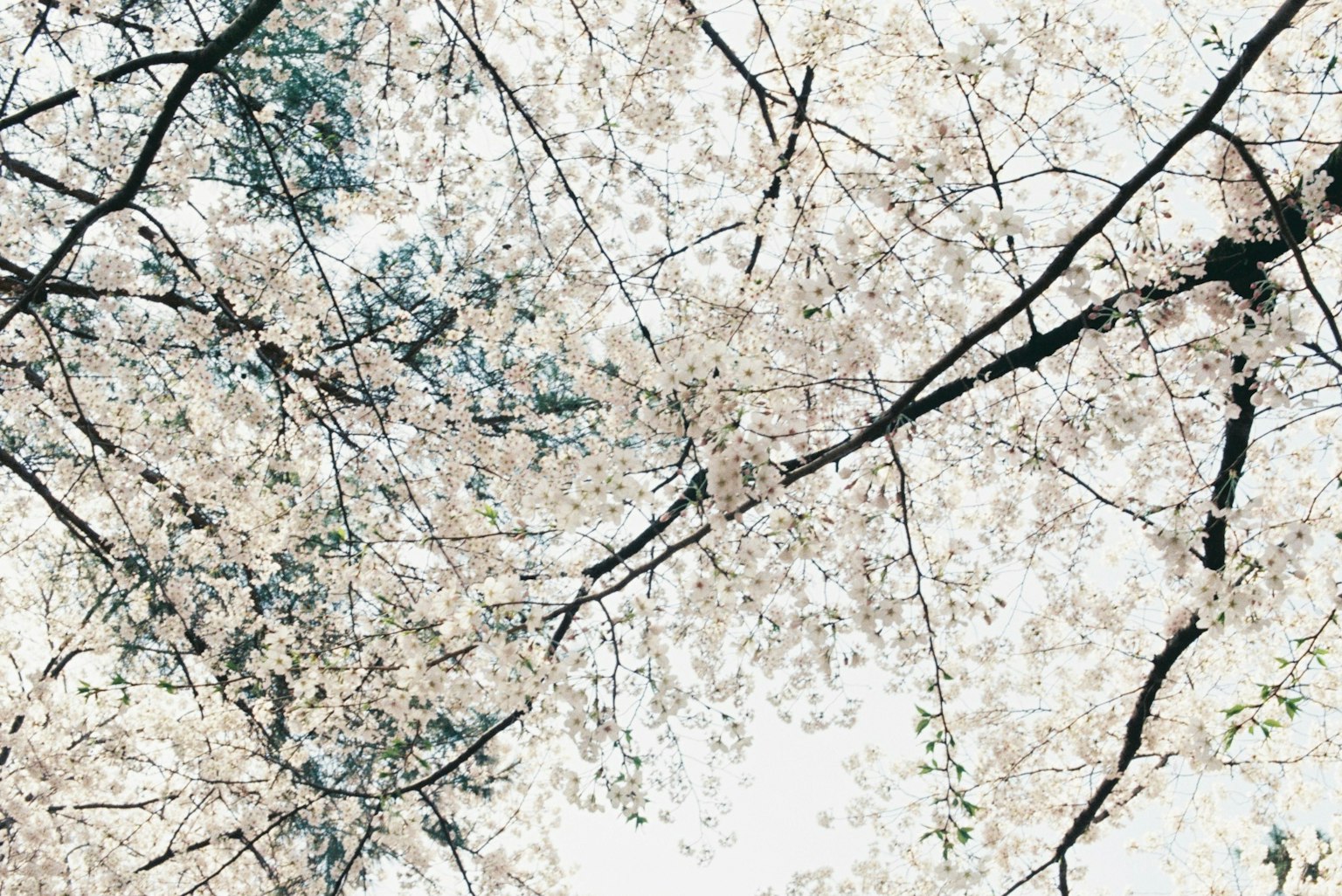 벚꽃이 만개한 가지의 사진 밝은 배경과 함께