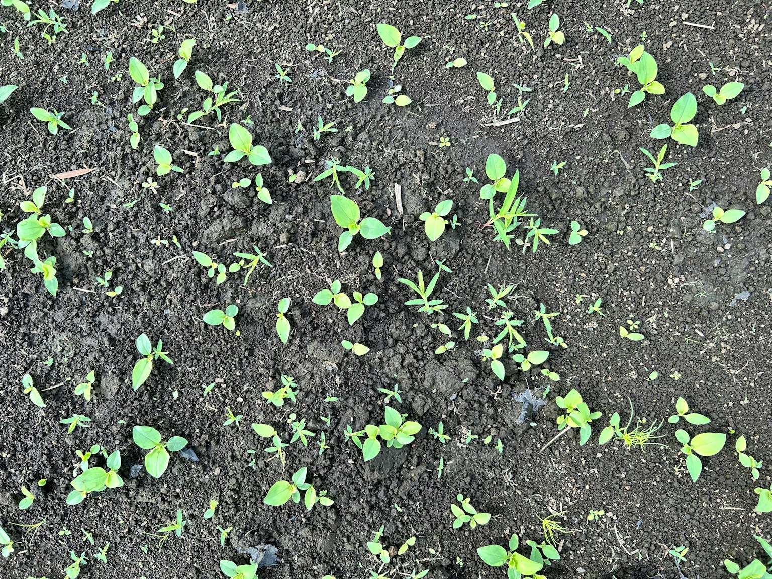Petites plantes vertes poussant dans un sol sombre