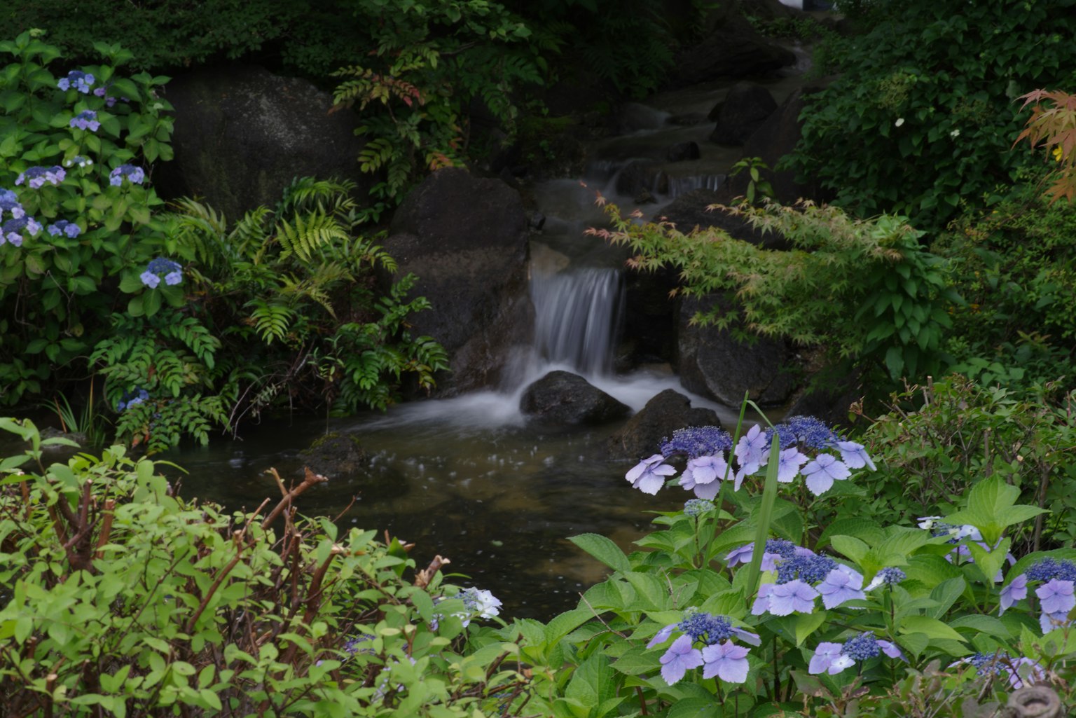 Scena di giardino serena con un ruscello e fiori di ortensia