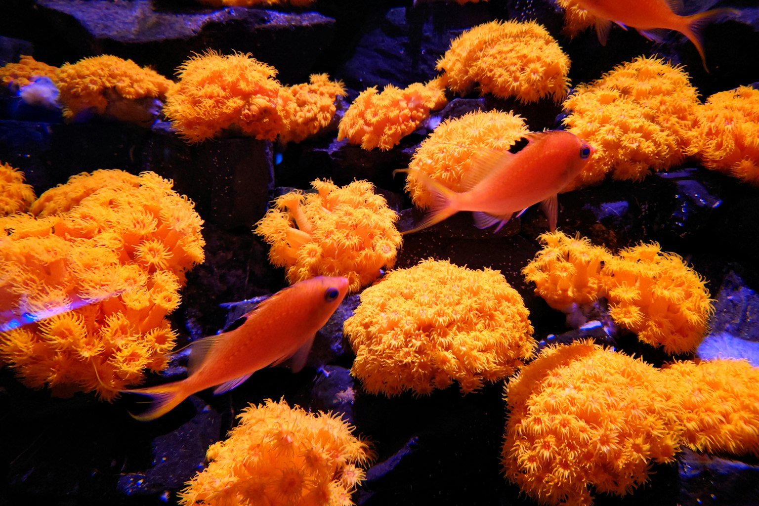 Underwater scene featuring orange coral and swimming red fish