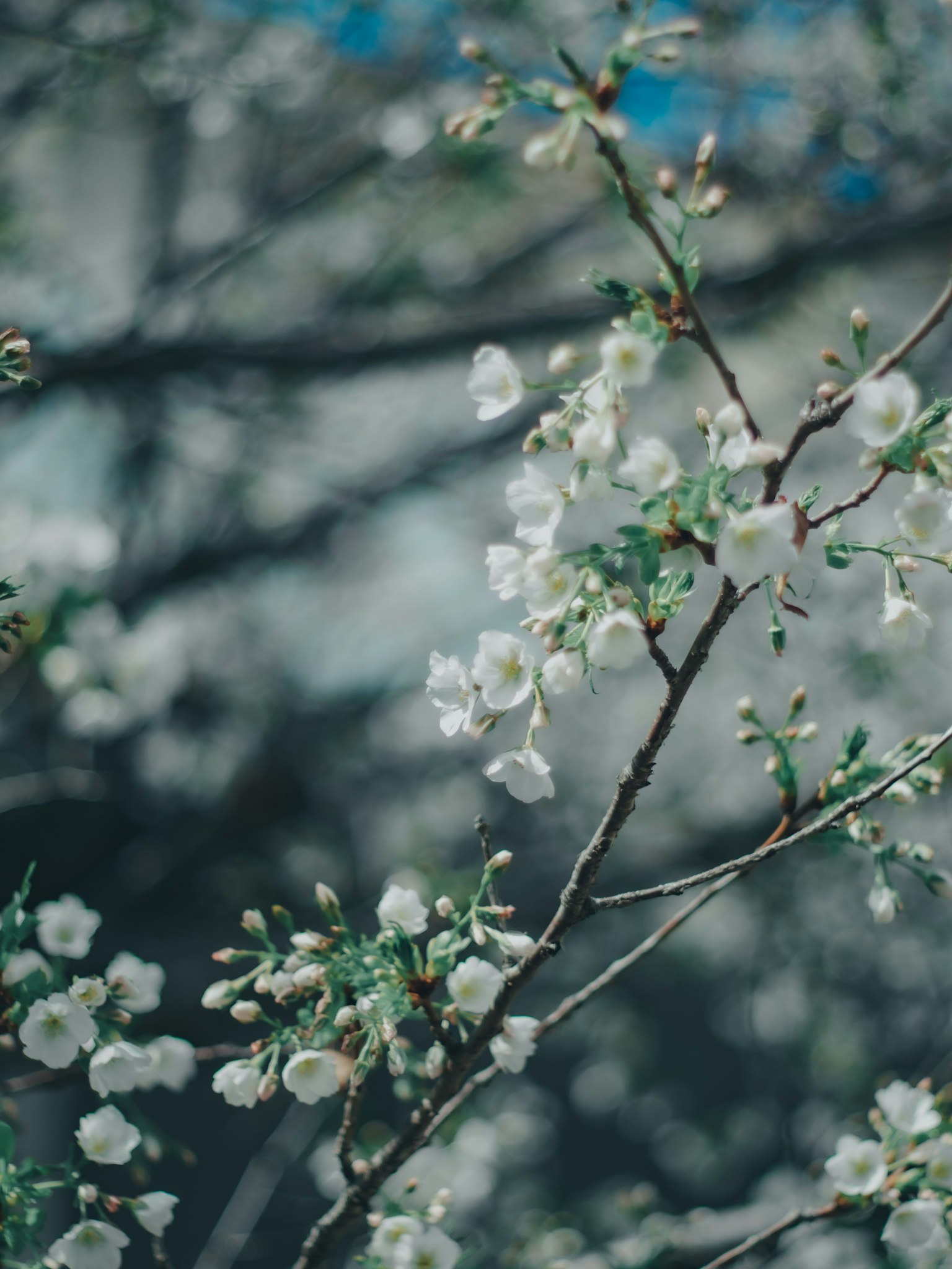 Primer plano de ramas con flores blancas contra un cielo azul difuminado