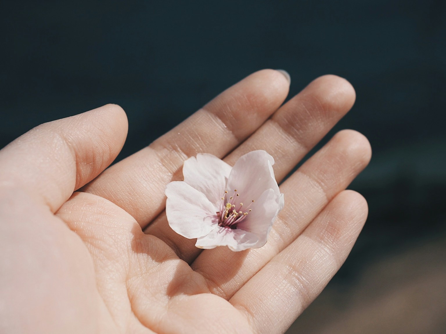 A pale pink flower resting on an open hand