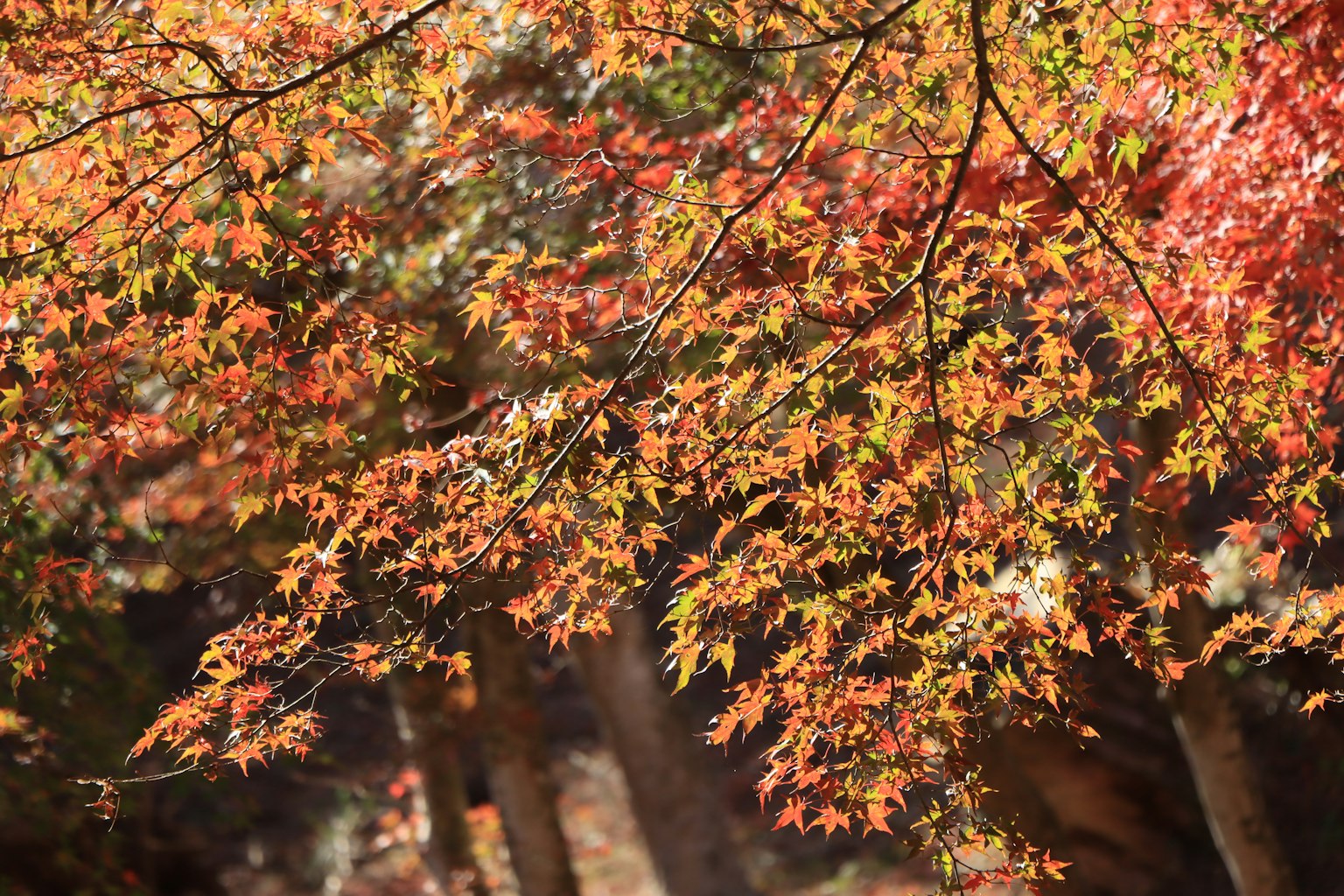 Lebendige Herbstblätter an einem Baumzweig
