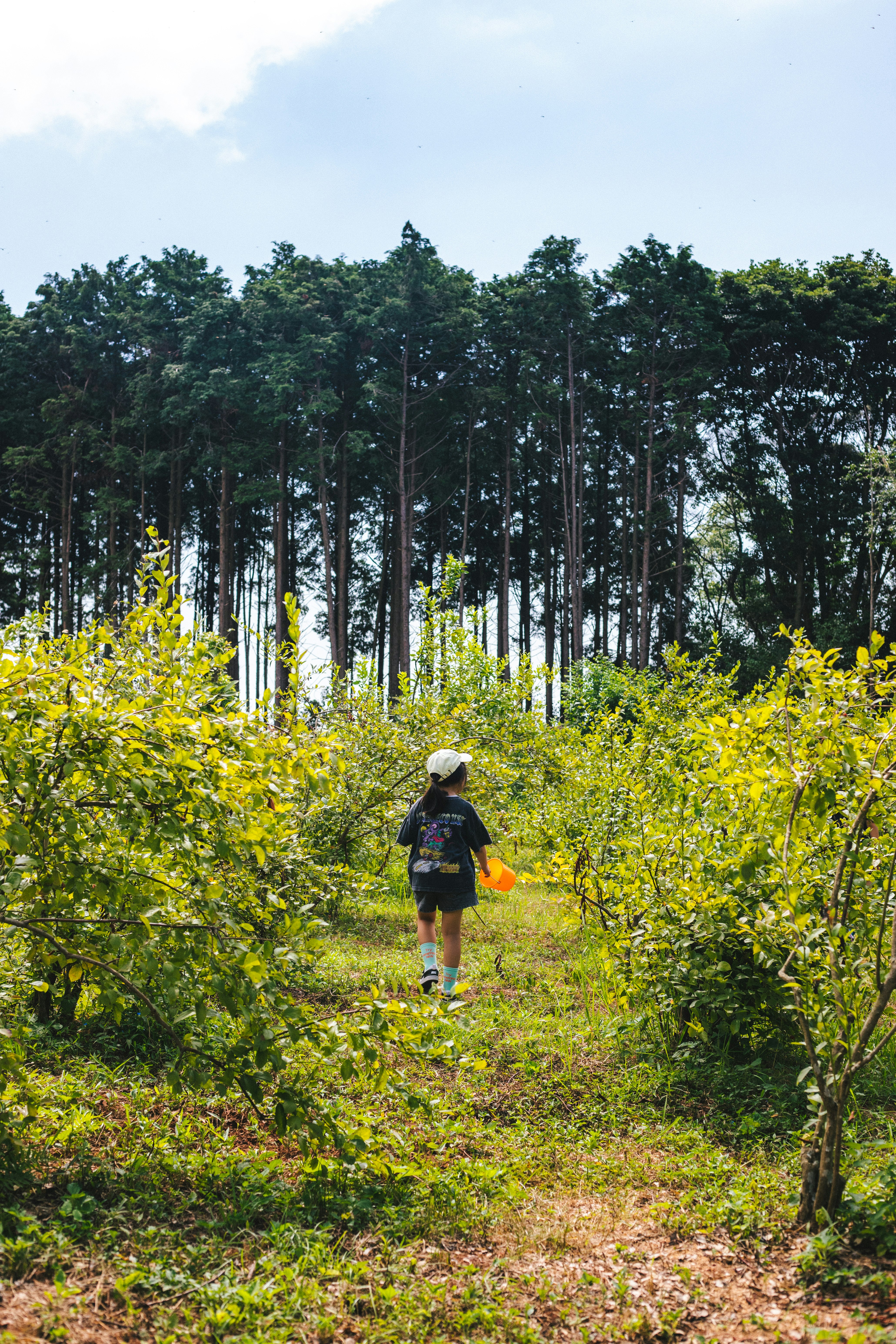森の小道を歩く人と黄色い花の草地