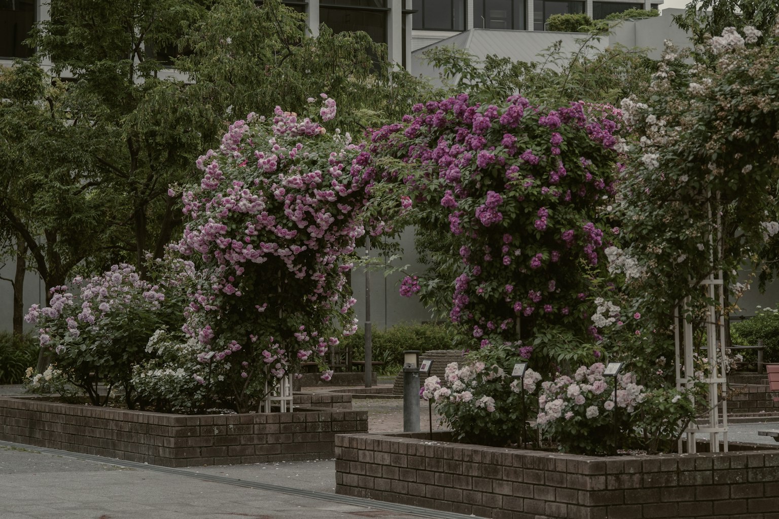 Escena de parque con flores coloridas en flor plantadas en parterres y árboles verdes